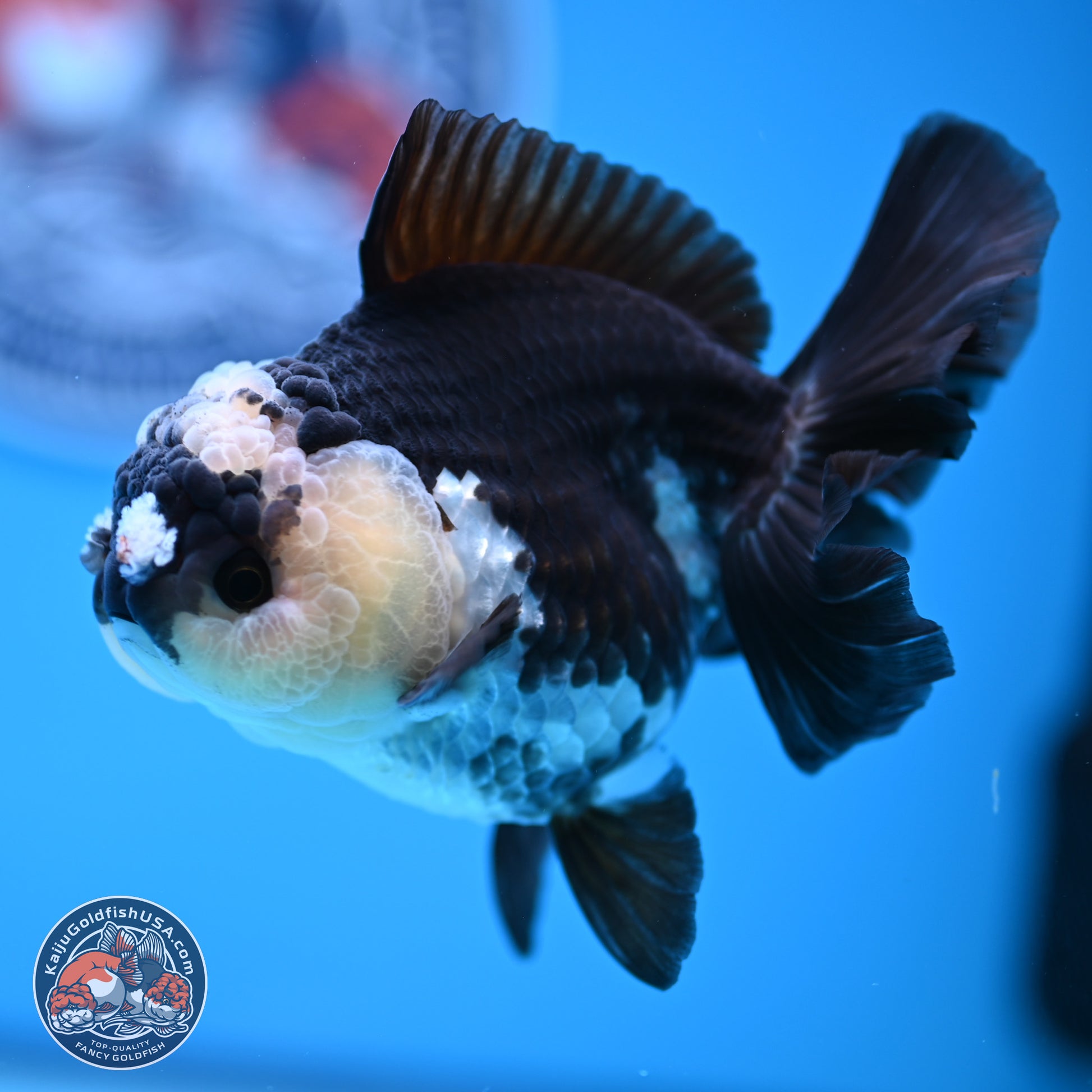 Panda Rose Tail Oranda 3.5in body (240809_OR03) - Kaiju Goldfish USA