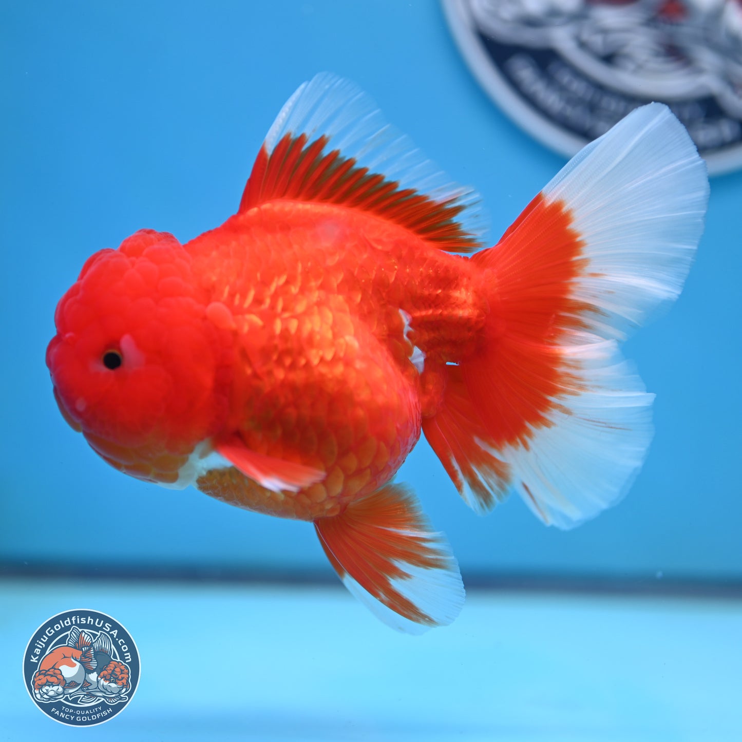 Red White Rose Tail Oranda 4.25 inches Body - Female (250221_OR03)