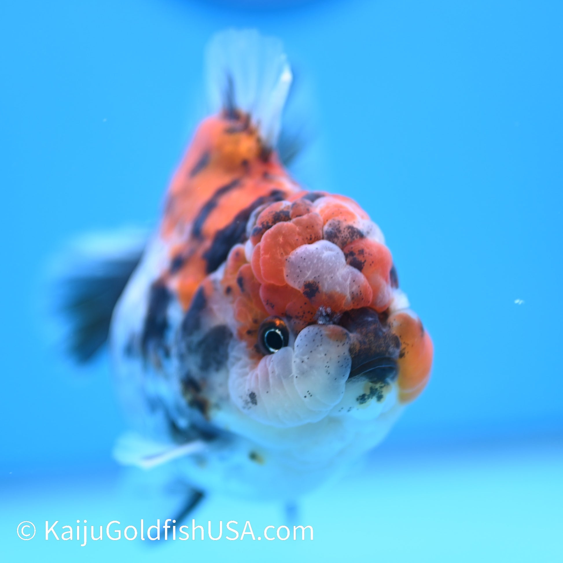 Tricolor Tiger Wide Tail YuanBao Oranda 4-4.5 inches (240308_OR03) - Kaiju Goldfish USA