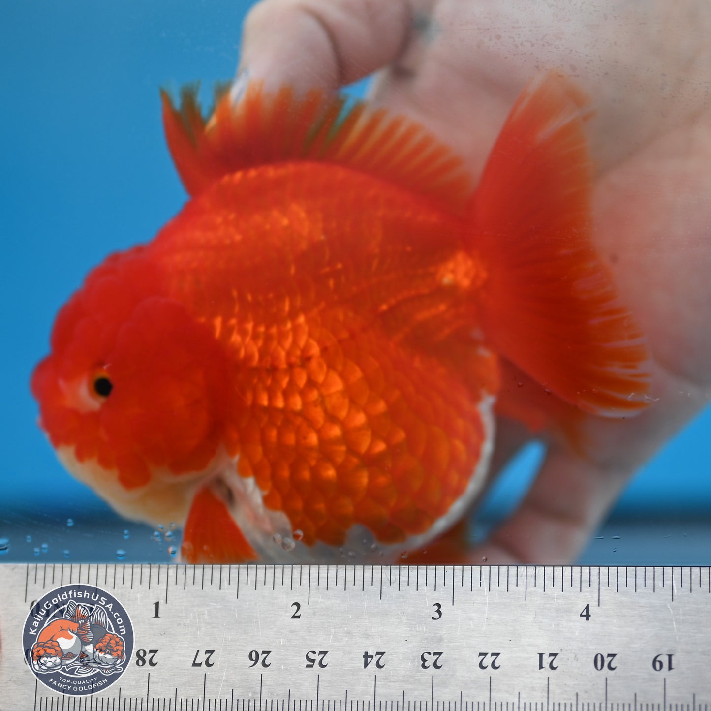 Red White YuanBao Oranda 3.5 inches Body - Female (250131_OR03)