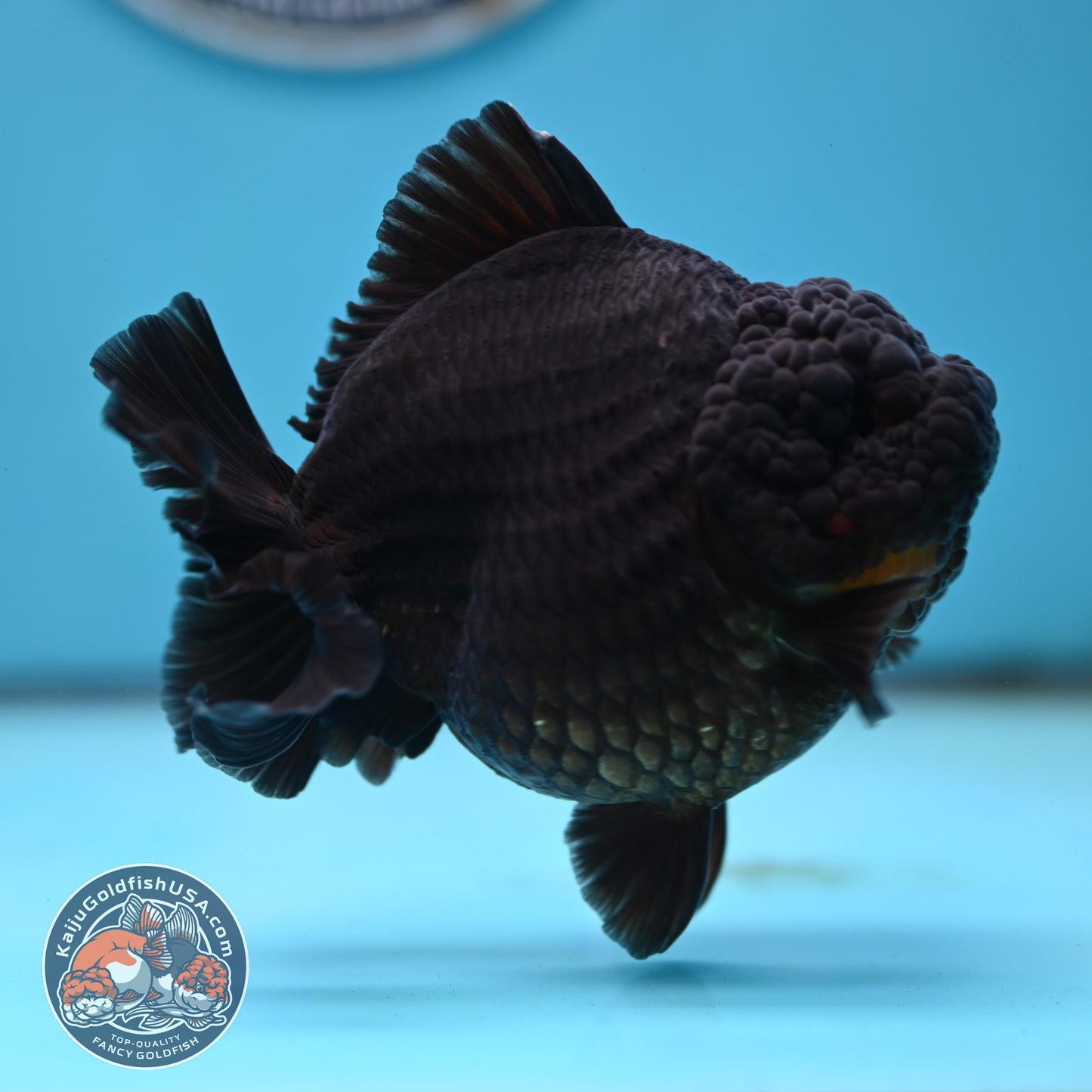 Black YuanBao Oranda 4.5 inches Body (250516_OR03)