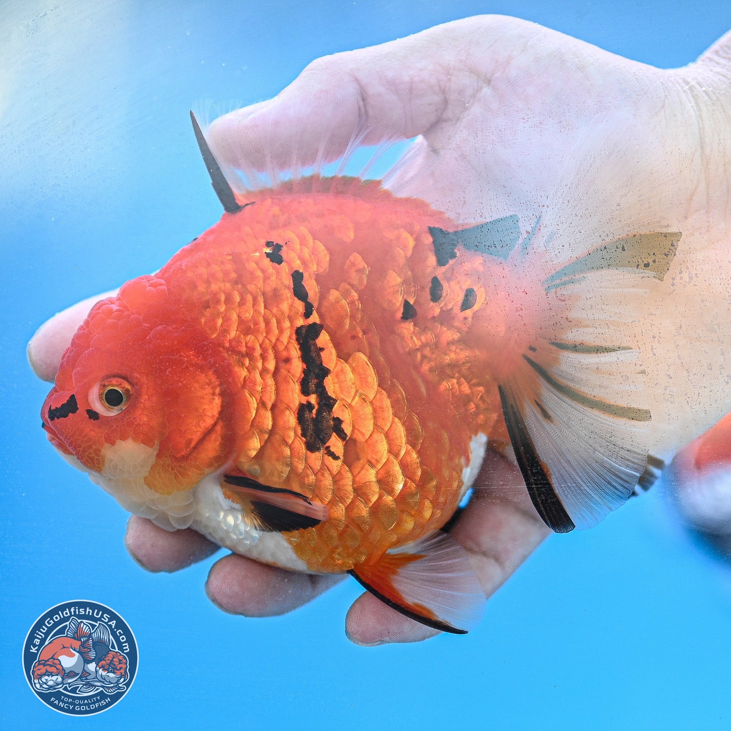 Gold Coin Tiger Oranda 4 inches Body - Female (250214_OR03)