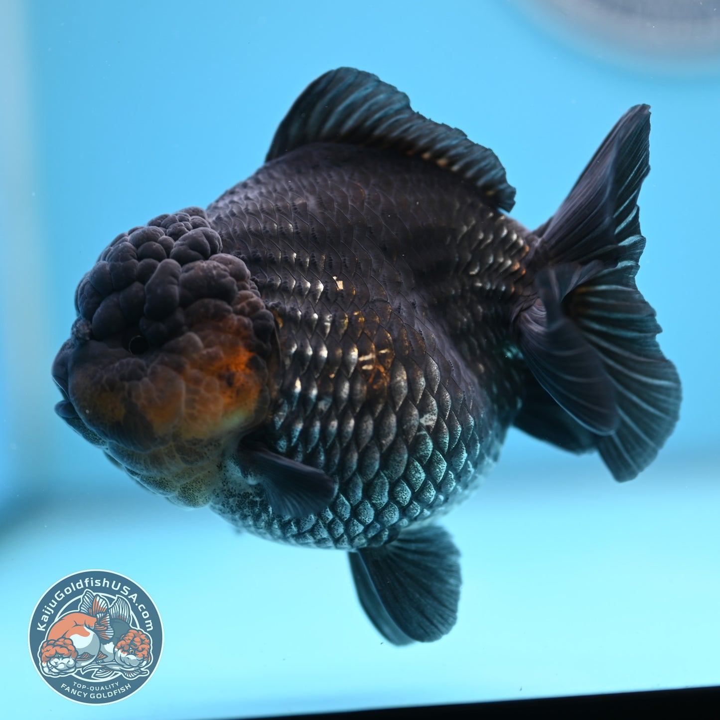 Shogun Metallic Oranda 4 inches Body (250606_OR03)