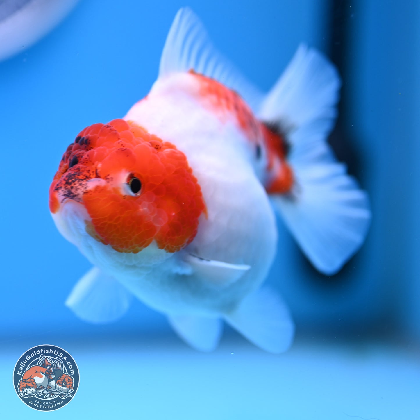 Tricolor Sakura YuanBao Oranda 4.5 inches (241101_OR03) - Kaiju Goldfish USA