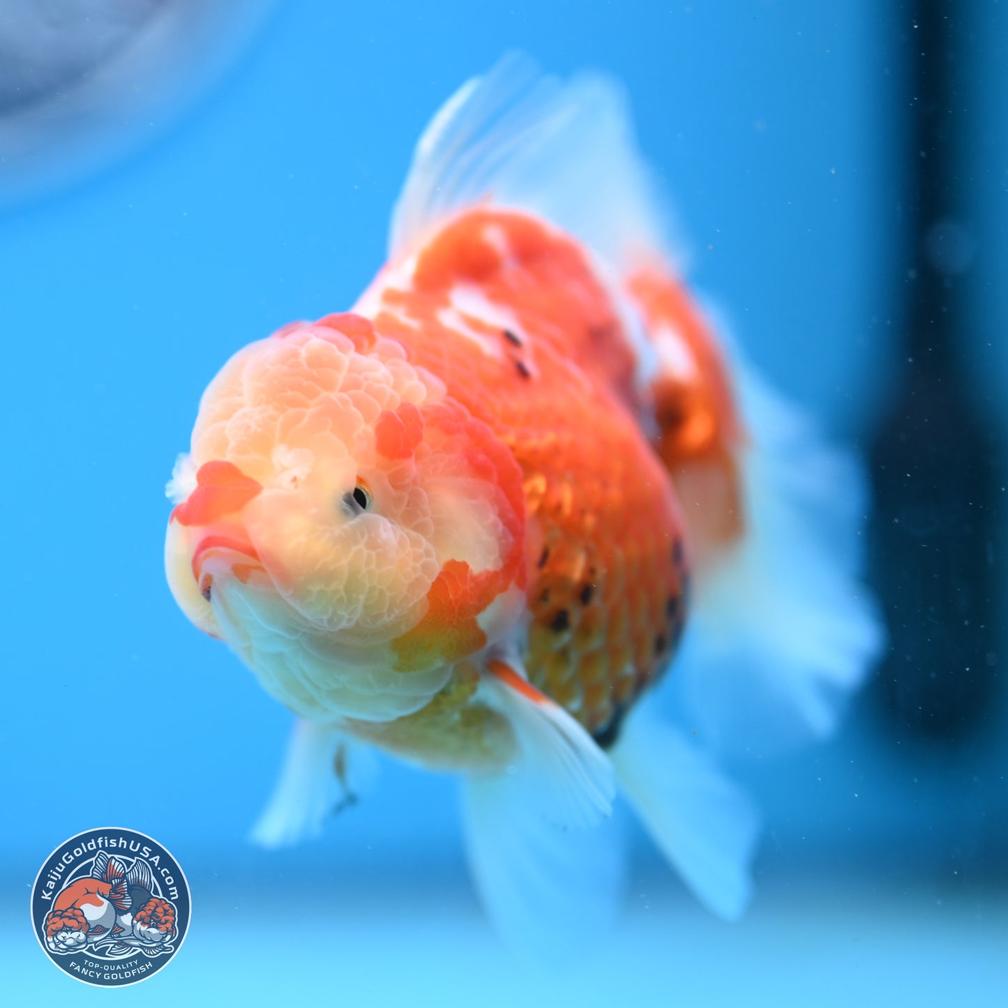 Tricolor Rose Tail Oranda 4.5 inches - Female (241206_OR03) - Kaiju Goldfish USA