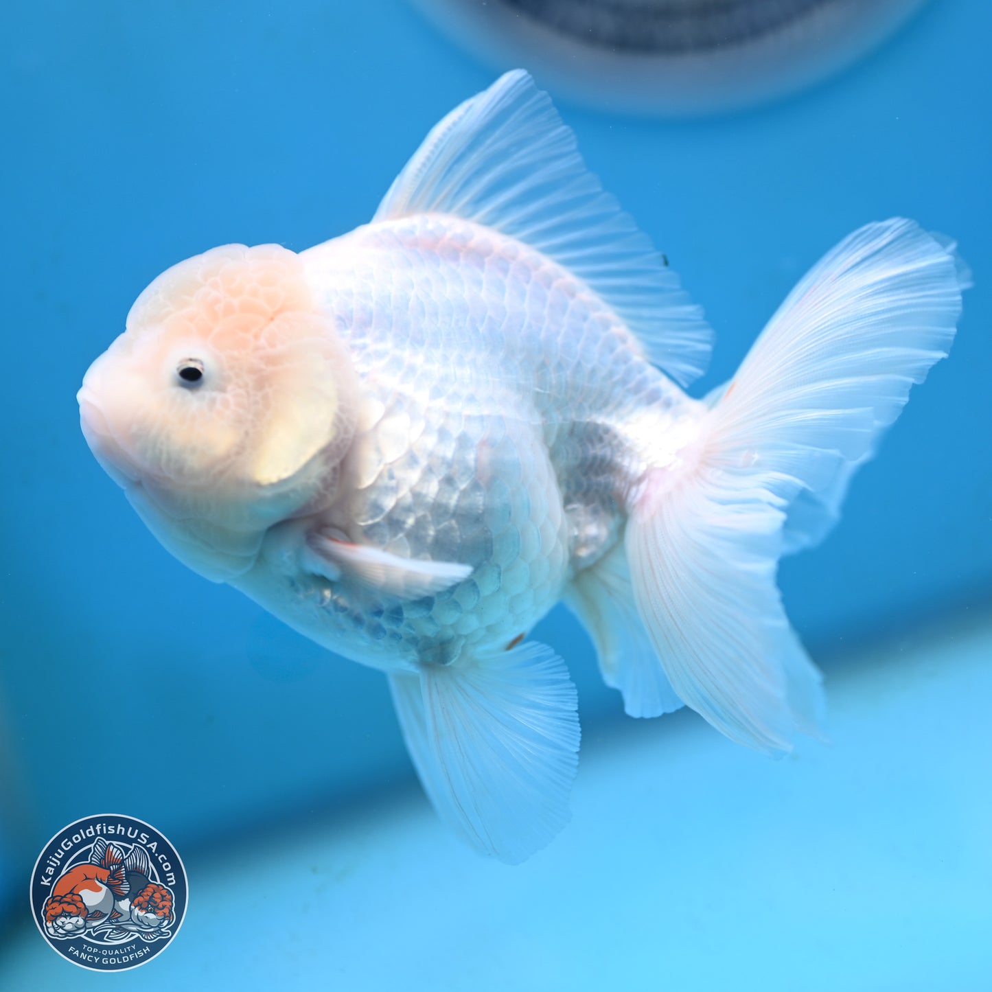 Snow White Oranda 3.5 inches Body - Female (250117_OR03) - Kaiju Goldfish USA