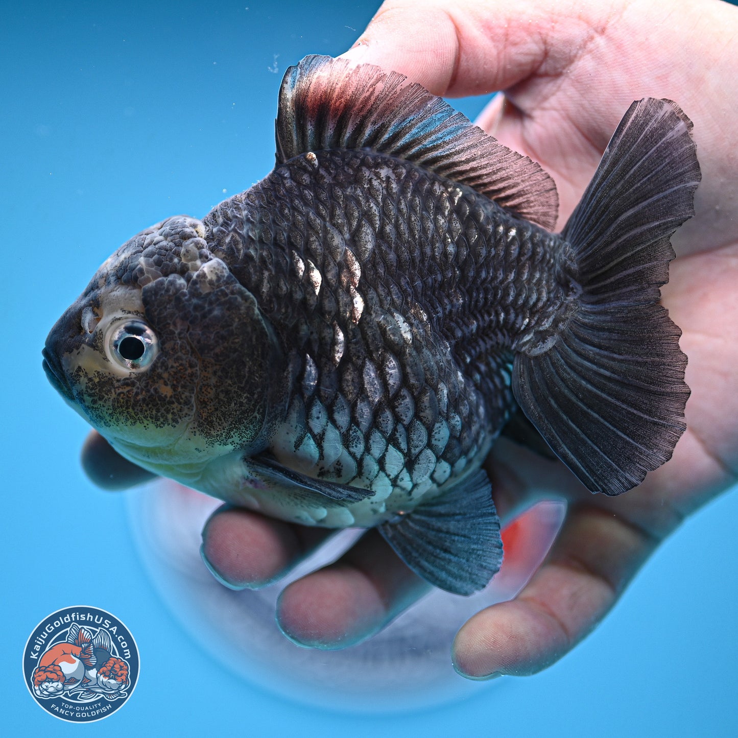 Grey Kirin YuanBao Oranda 5 inches Body- Female (241129_OR03) - Kaiju Goldfish USA