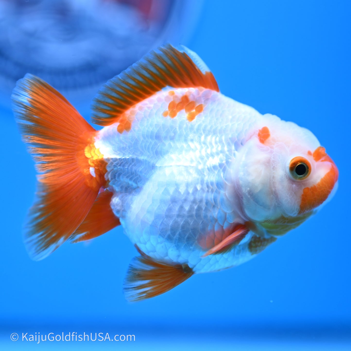 Shogun Godzilla Red White Oranda 3.25in Body (240719_OR03) - Kaiju Goldfish USA