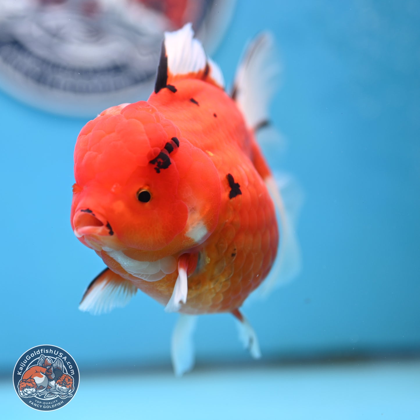 Tricolor Sakura Rose Tail Oranda 4 inches Body - Female (250404_OR03)
