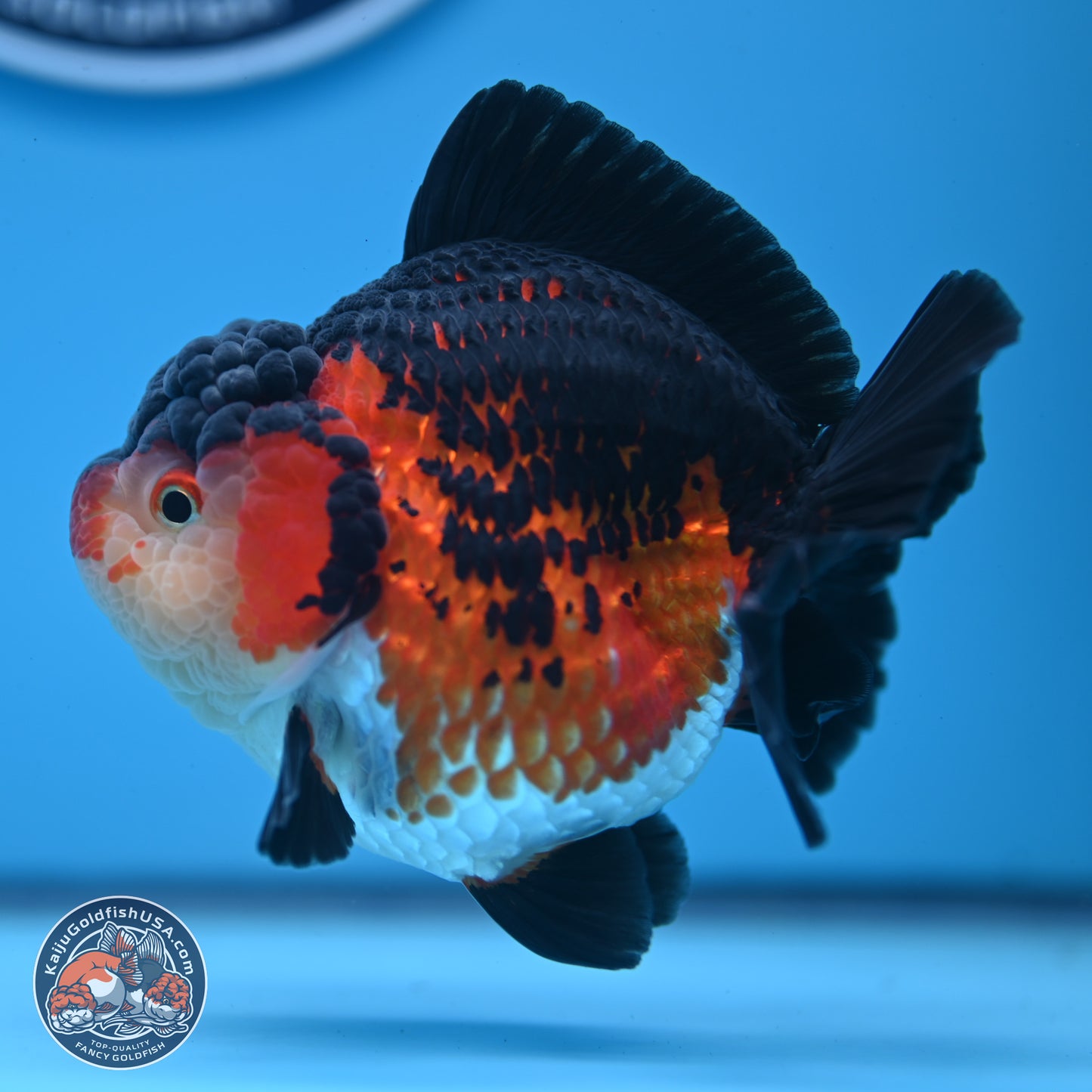 Tricolor YuanBao Oranda 3.75 inches Body - Female (241227_OR03) - Kaiju Goldfish USA