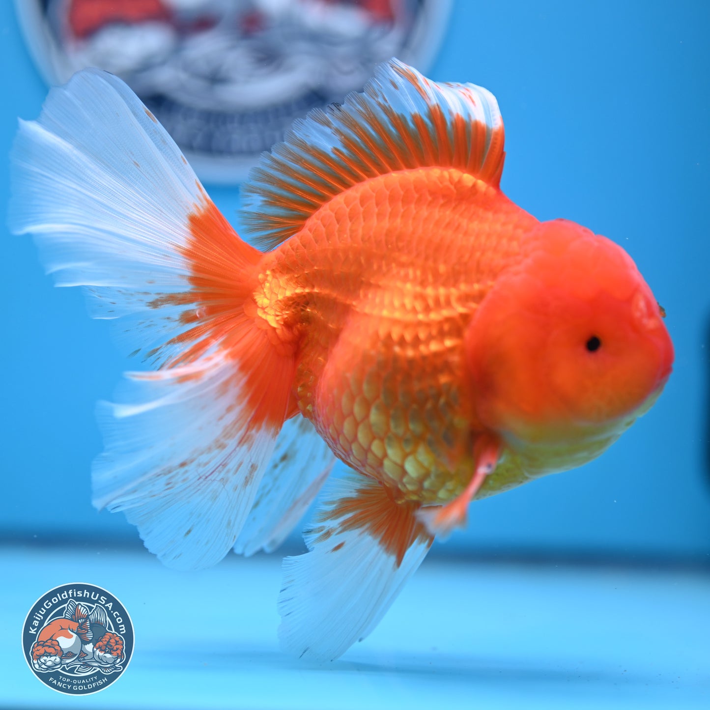 Red White Rose Tail Oranda 4-6 inches (240906_OR03) - Kaiju Goldfish USA