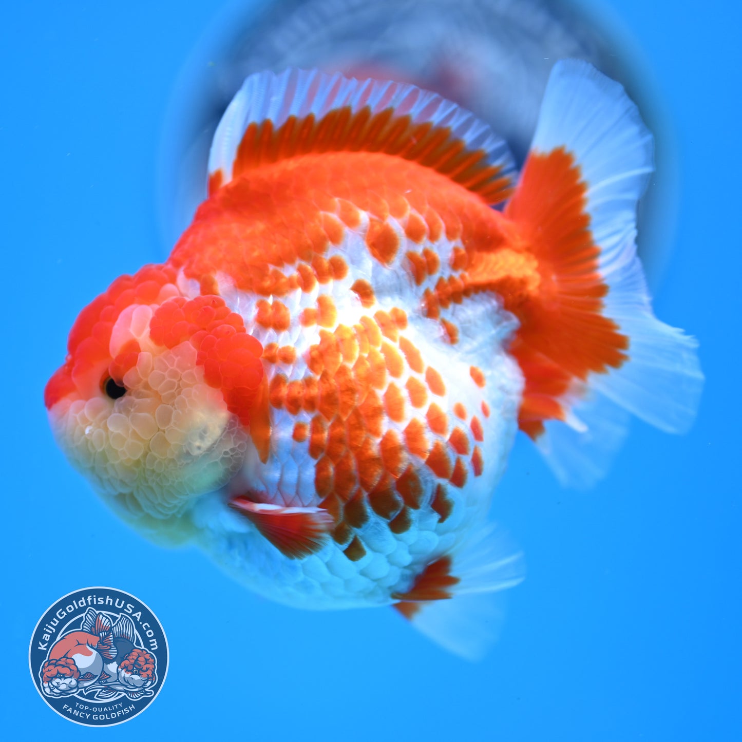 Deer Spot Red White Oranda 4 inches Body (250523_OR03)