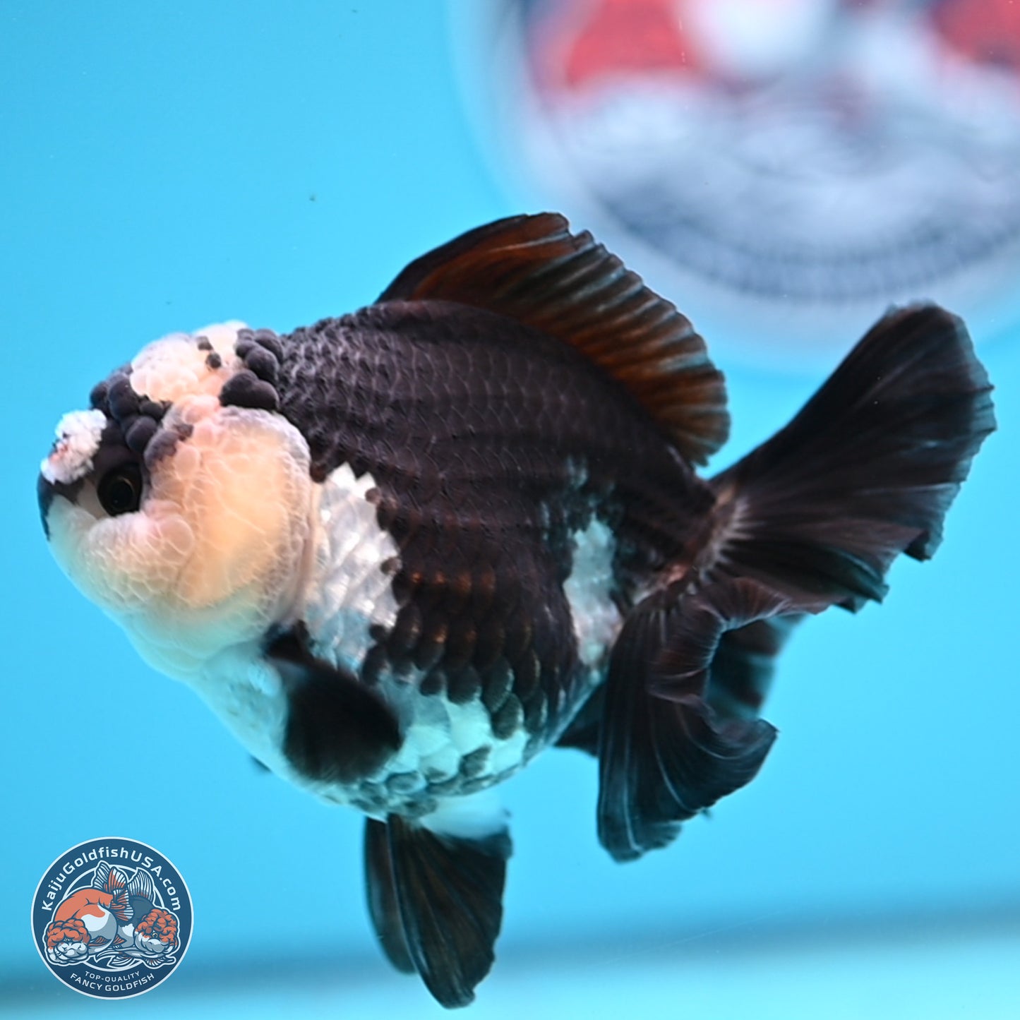 Panda Rose Tail Oranda 3.5in body (240809_OR03) - Kaiju Goldfish USA