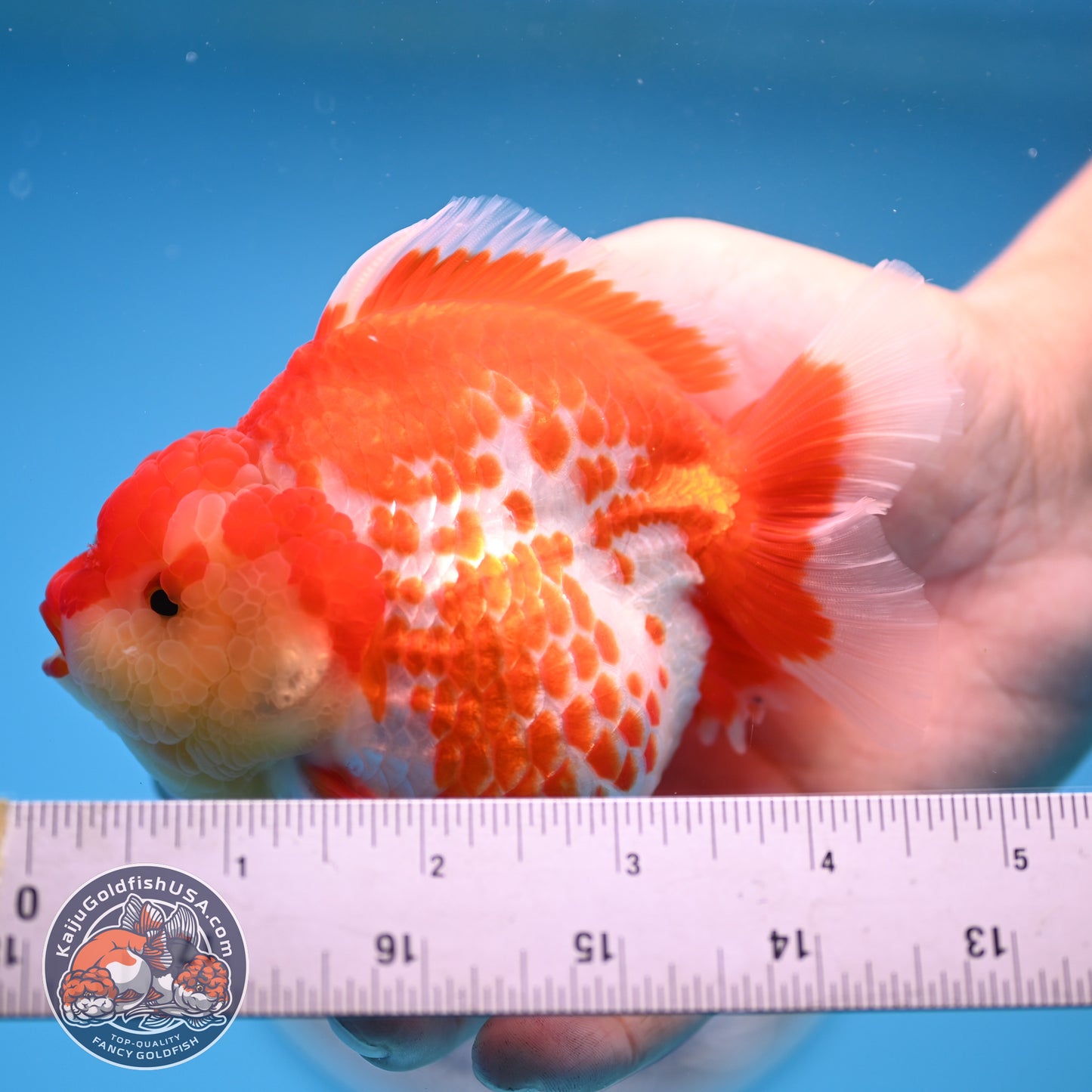 Deer Spot Red White Oranda 4 inches Body (250523_OR03)