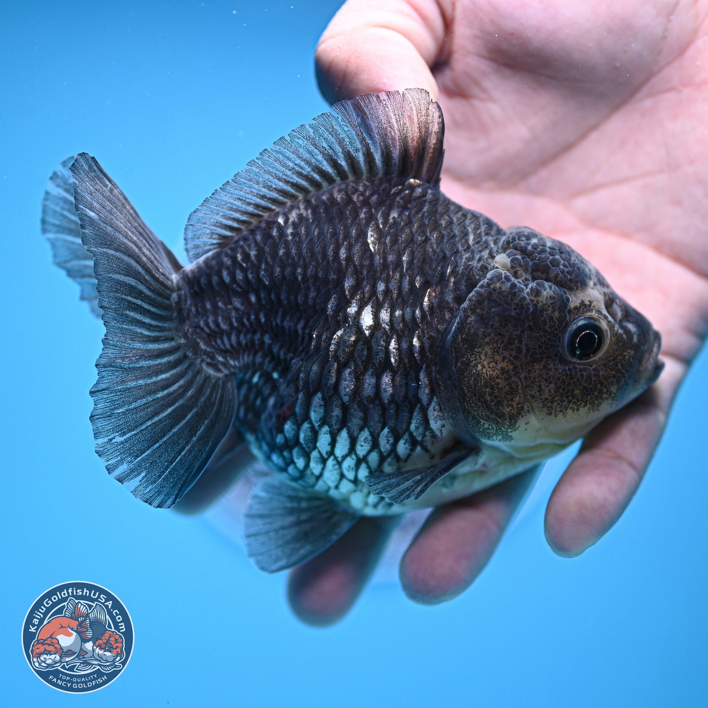 Grey Kirin YuanBao Oranda 5 inches Body- Female (241129_OR03) - Kaiju Goldfish USA