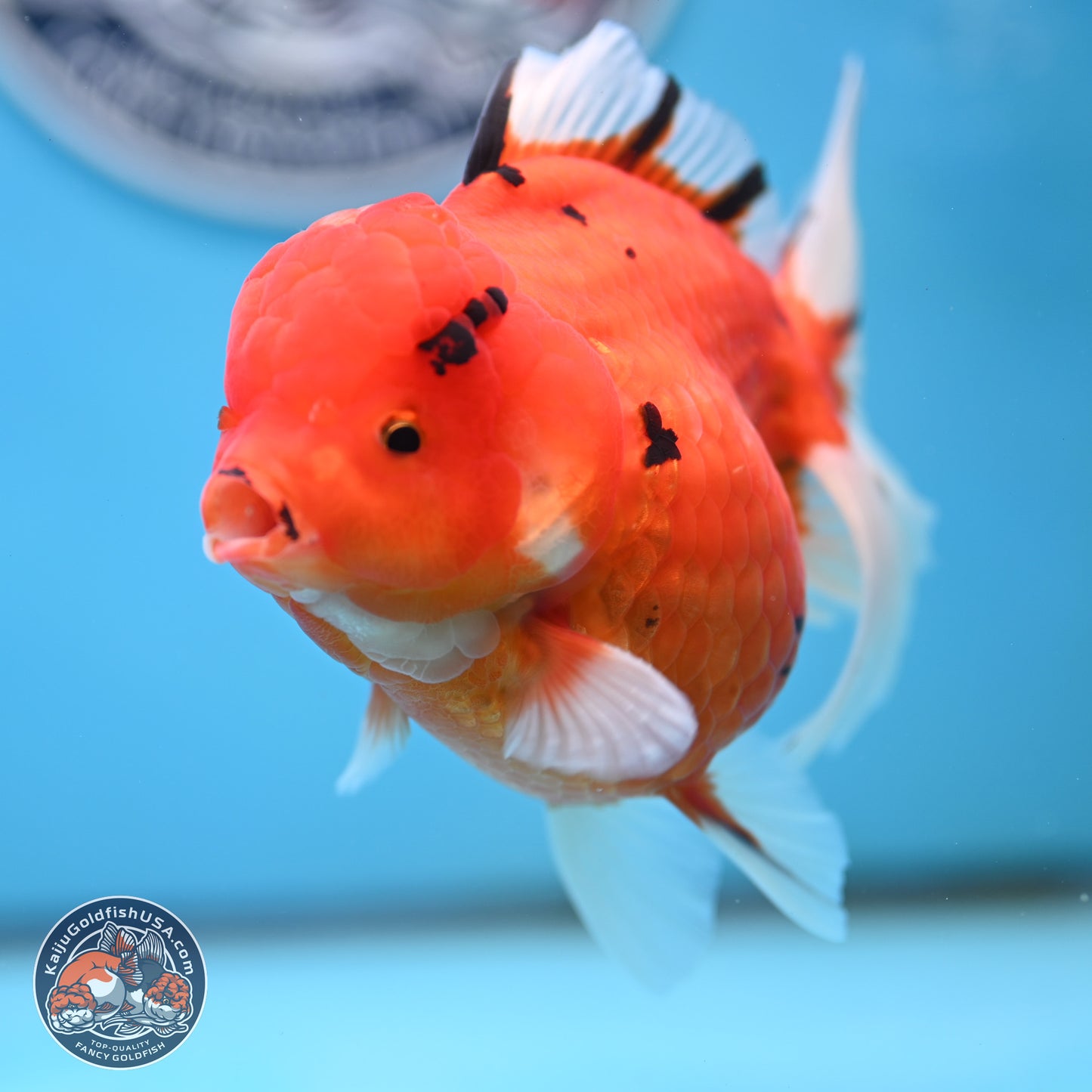 Tricolor Sakura Rose Tail Oranda 4 inches Body - Female (250404_OR03)