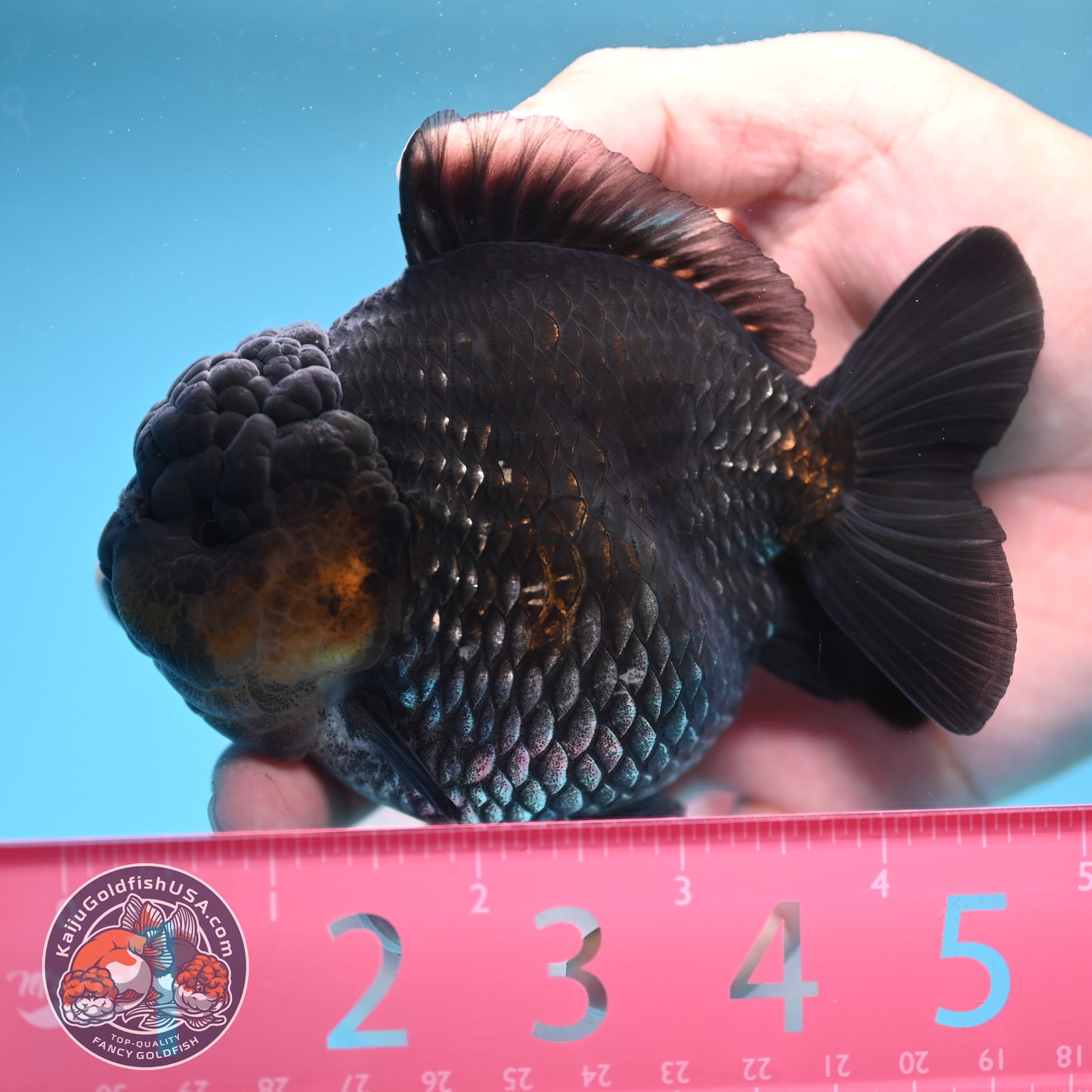 Shogun Metallic Oranda 4 inches Body (250606_OR03)