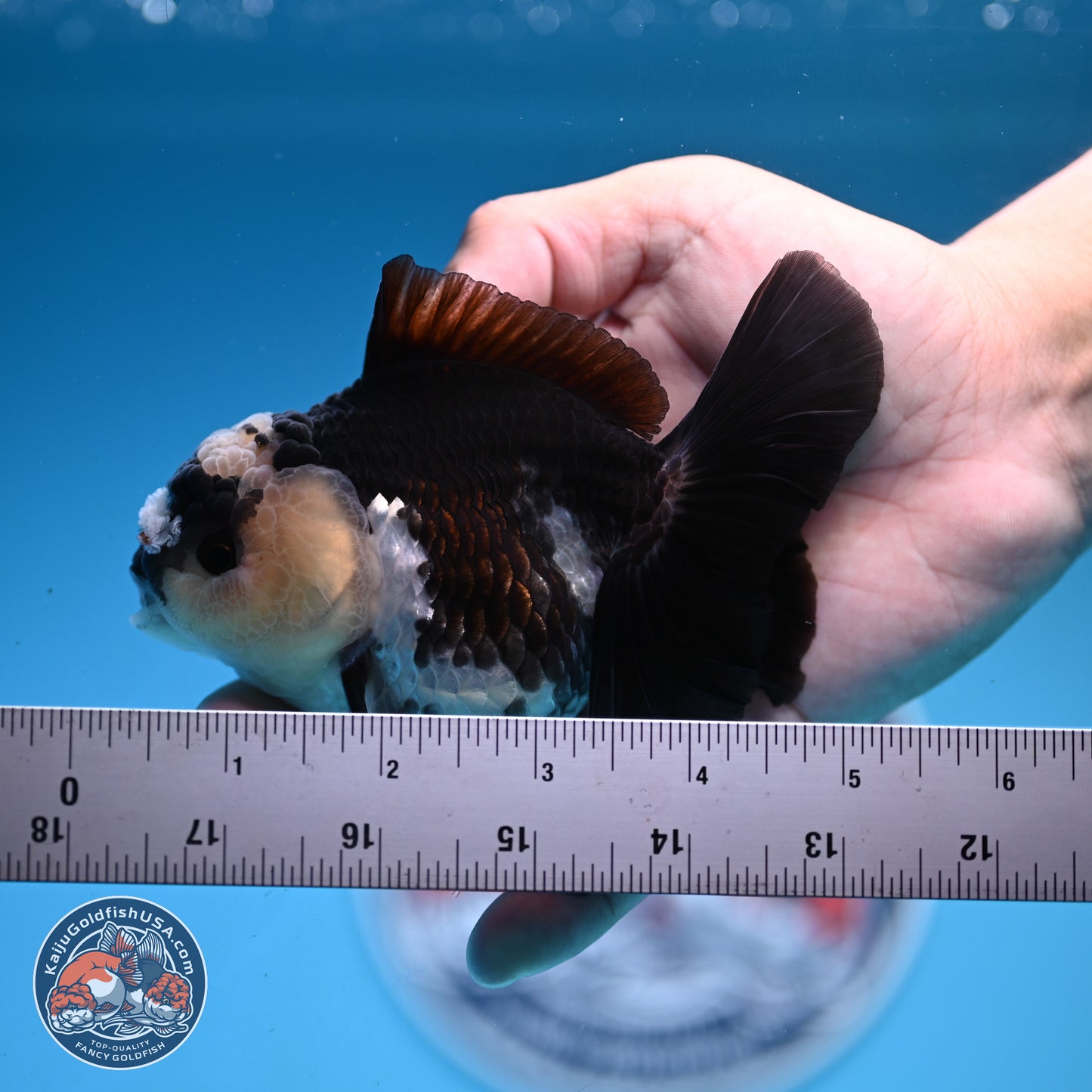 Panda Rose Tail Oranda 3.5in body (240809_OR03) - Kaiju Goldfish USA