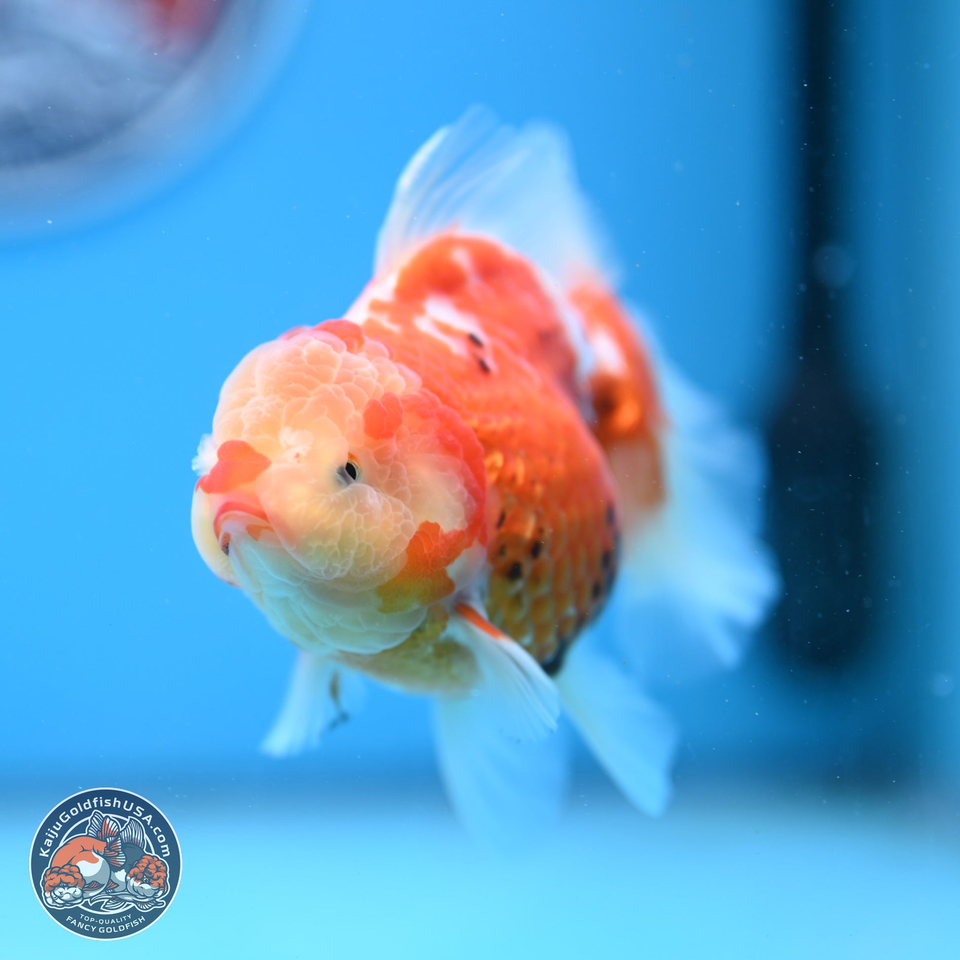 Tricolor Rose Tail Oranda 4.5 inches - Female (241206_OR03) - Kaiju Goldfish USA