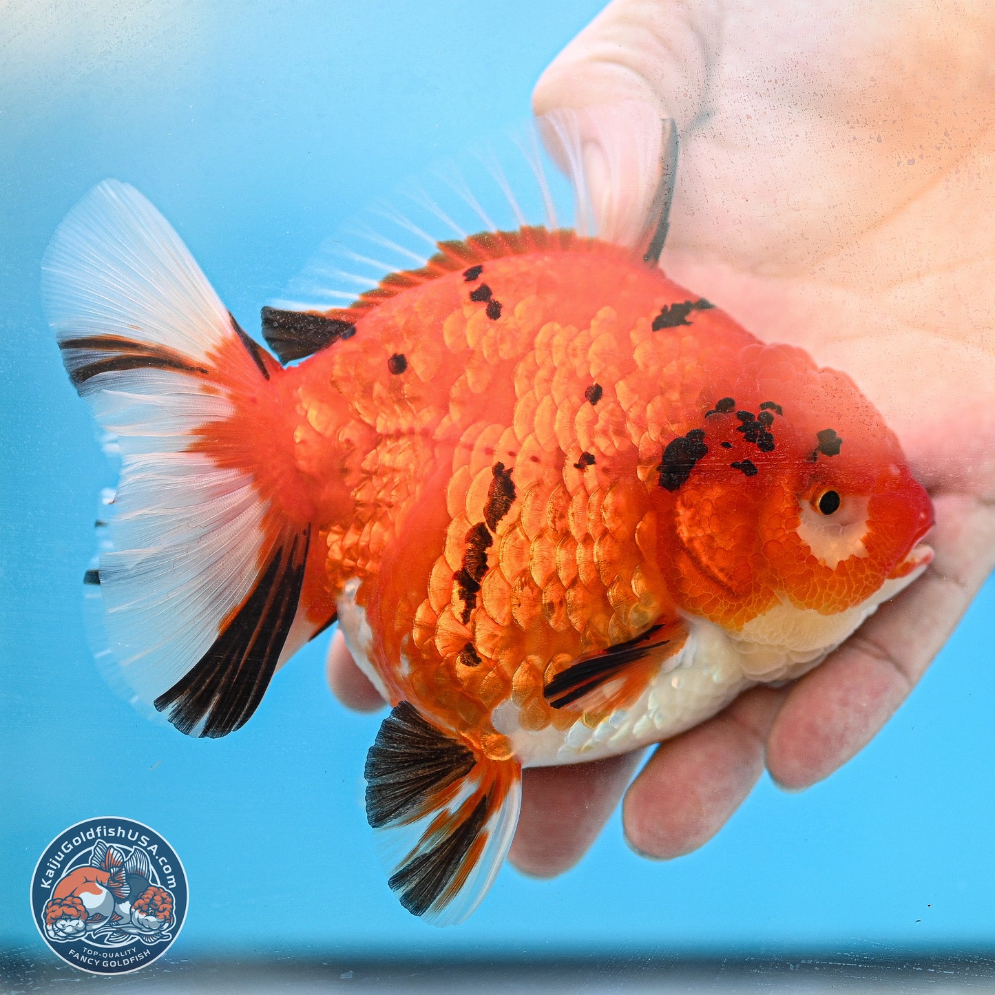 Gold Coin Tiger Oranda 4 inches Body - Female (250214_OR03)