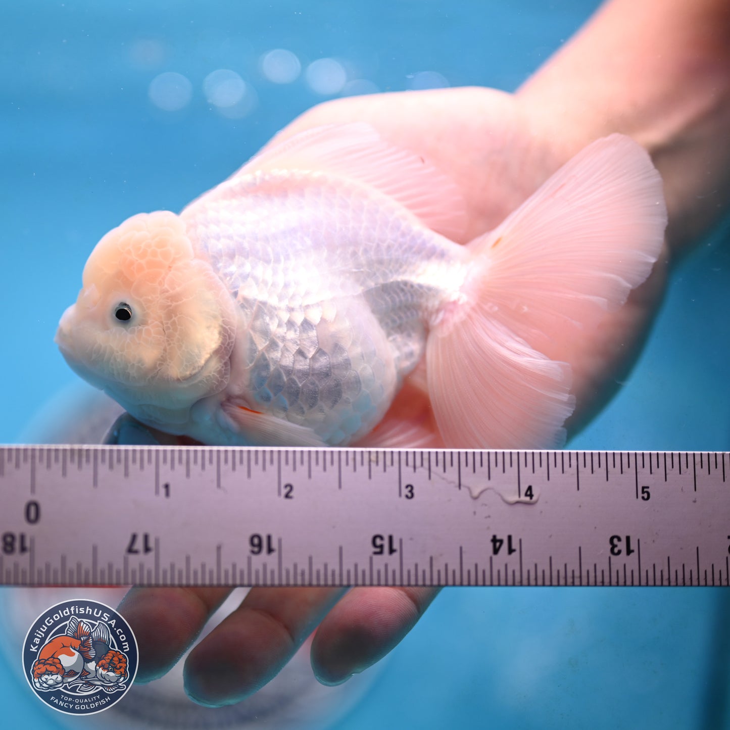 Snow White Oranda 3.5 inches Body - Female (250117_OR03) - Kaiju Goldfish USA