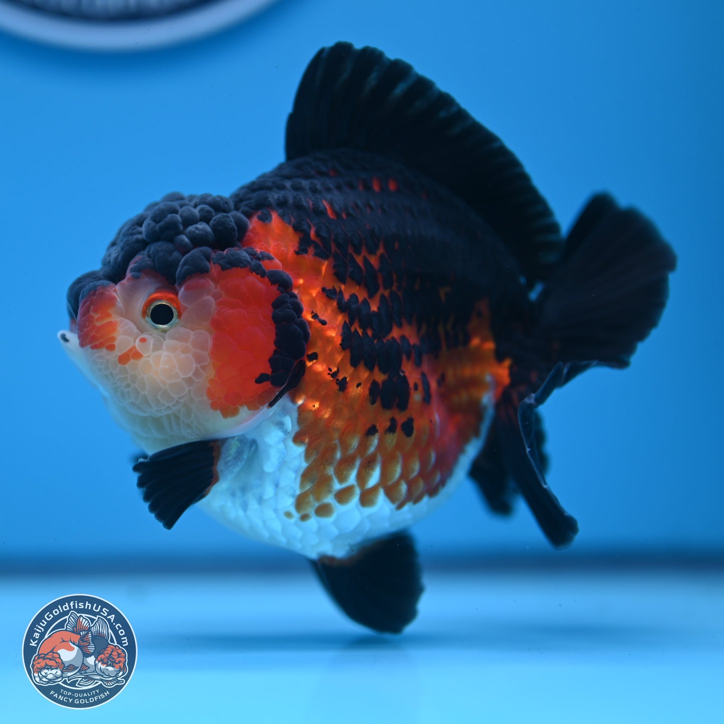 Tricolor YuanBao Oranda 3.75 inches Body - Female (241227_OR03) - Kaiju Goldfish USA