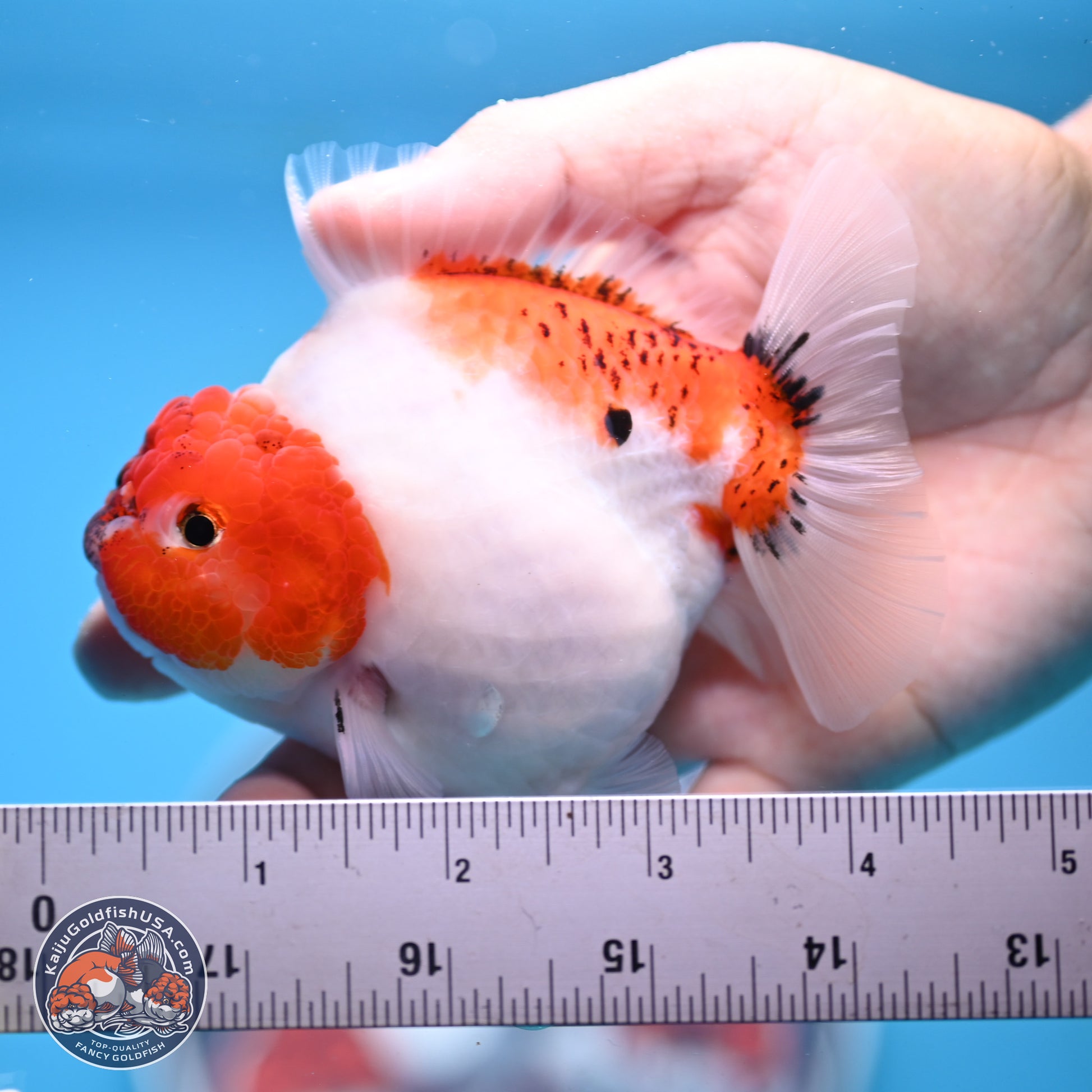 Tricolor Sakura YuanBao Oranda 4.5 inches (241101_OR03) - Kaiju Goldfish USA