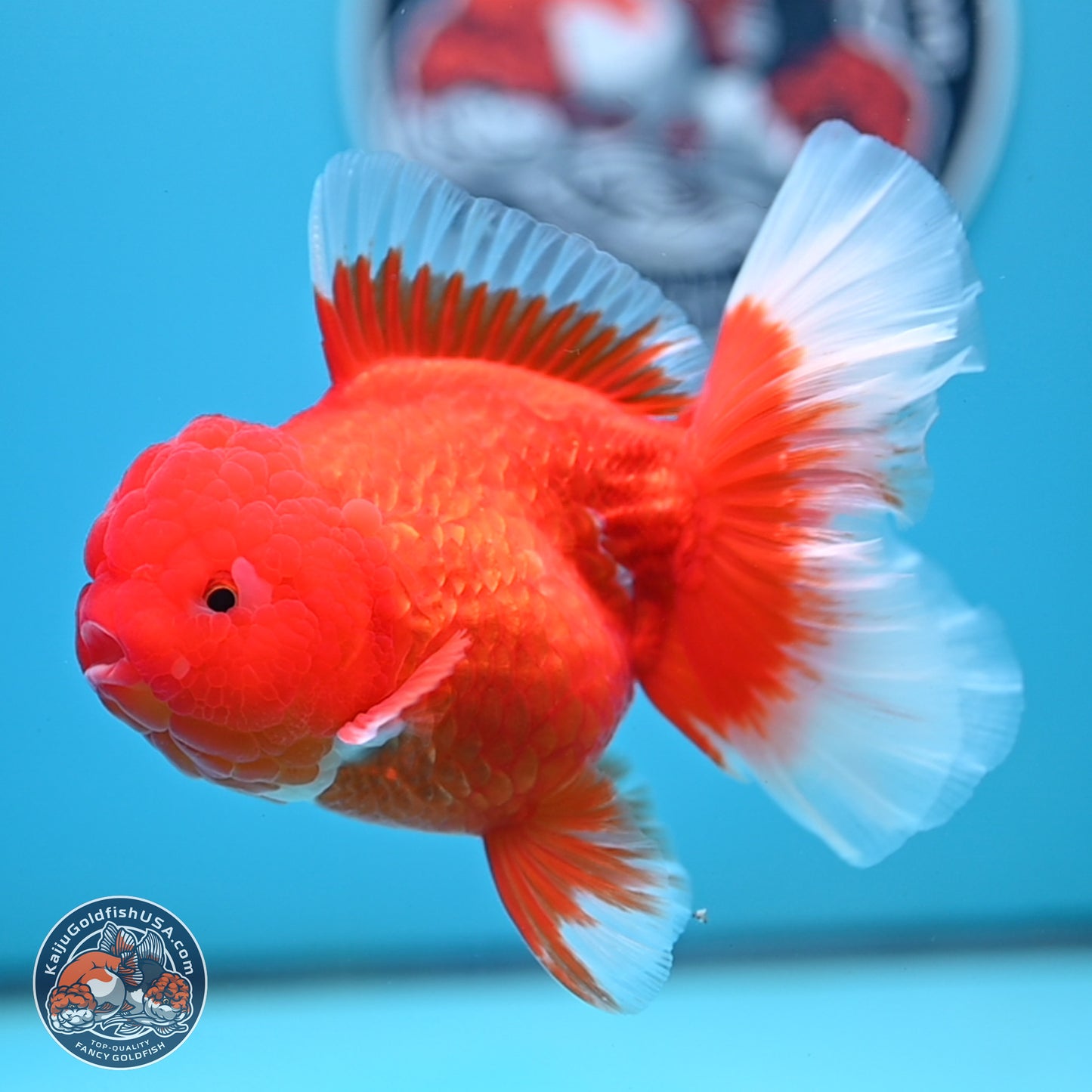 Red White Rose Tail Oranda 4.25 inches Body - Female (250221_OR03)