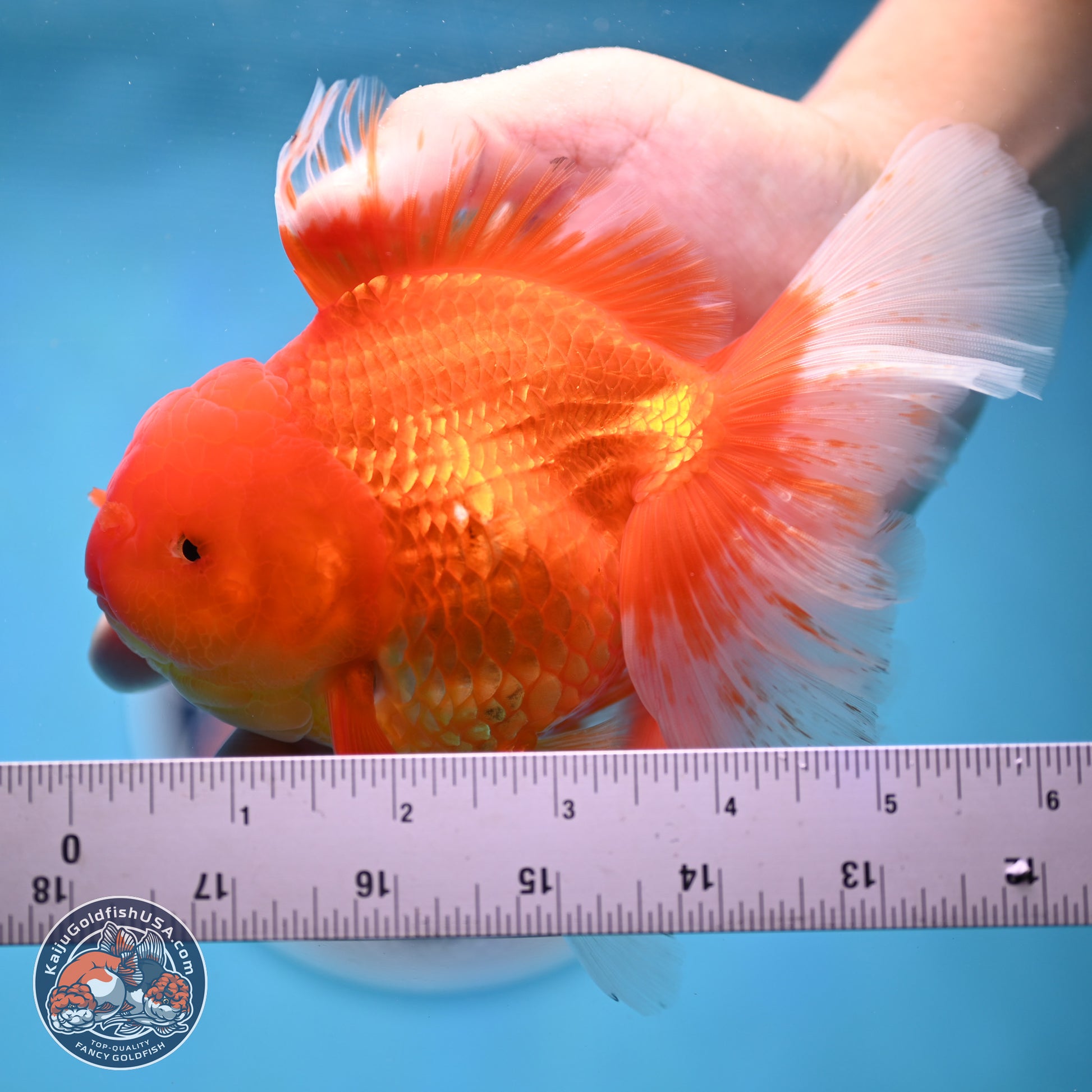 Red White Rose Tail Oranda 4-6 inches (240906_OR03) - Kaiju Goldfish USA