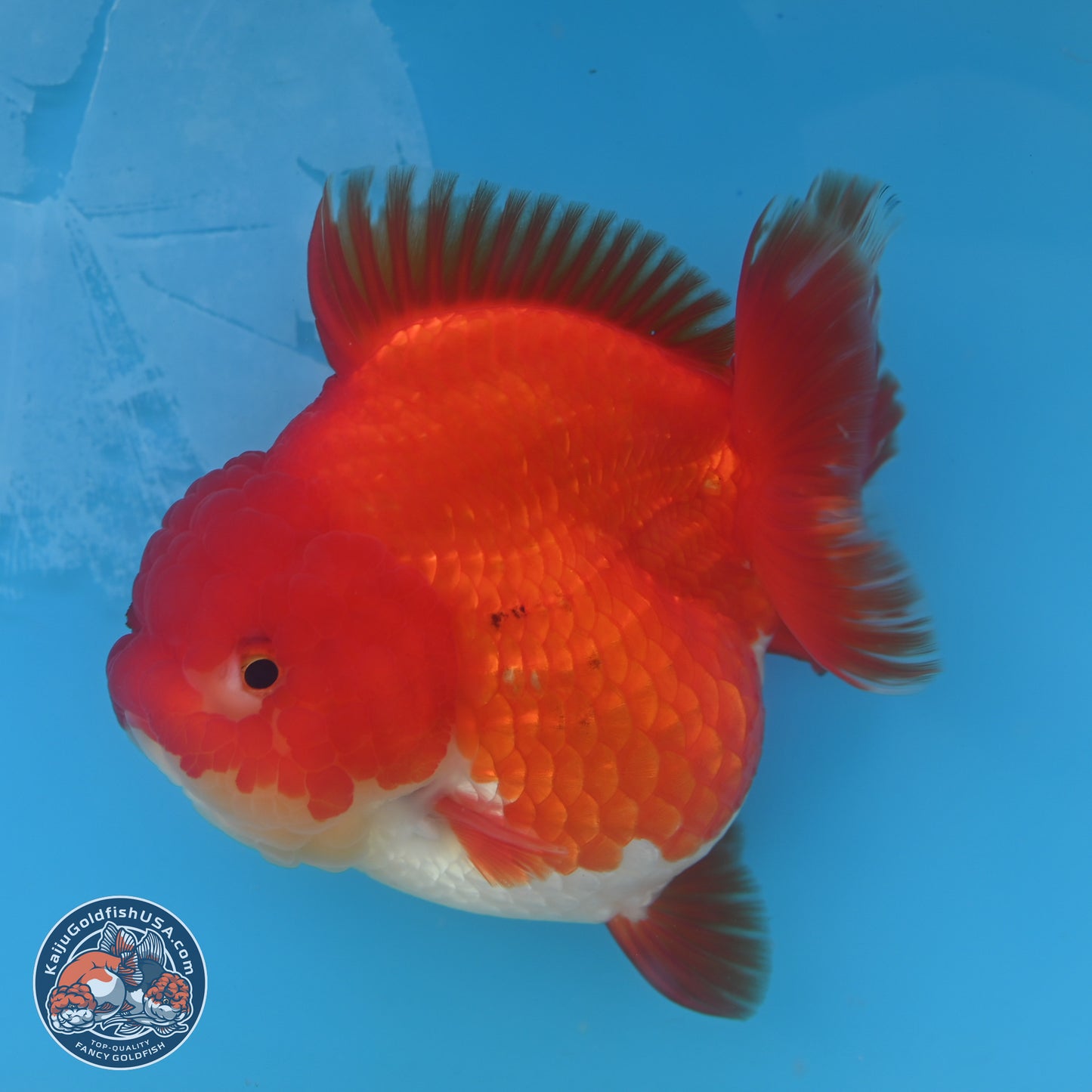 Red White YuanBao Oranda 3.5 inches Body - Female (250131_OR03)