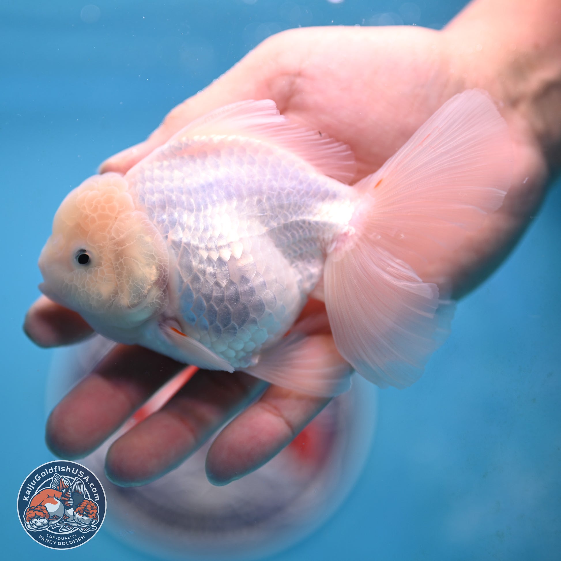 Snow White Oranda 3.5 inches Body - Female (250117_OR03) - Kaiju Goldfish USA