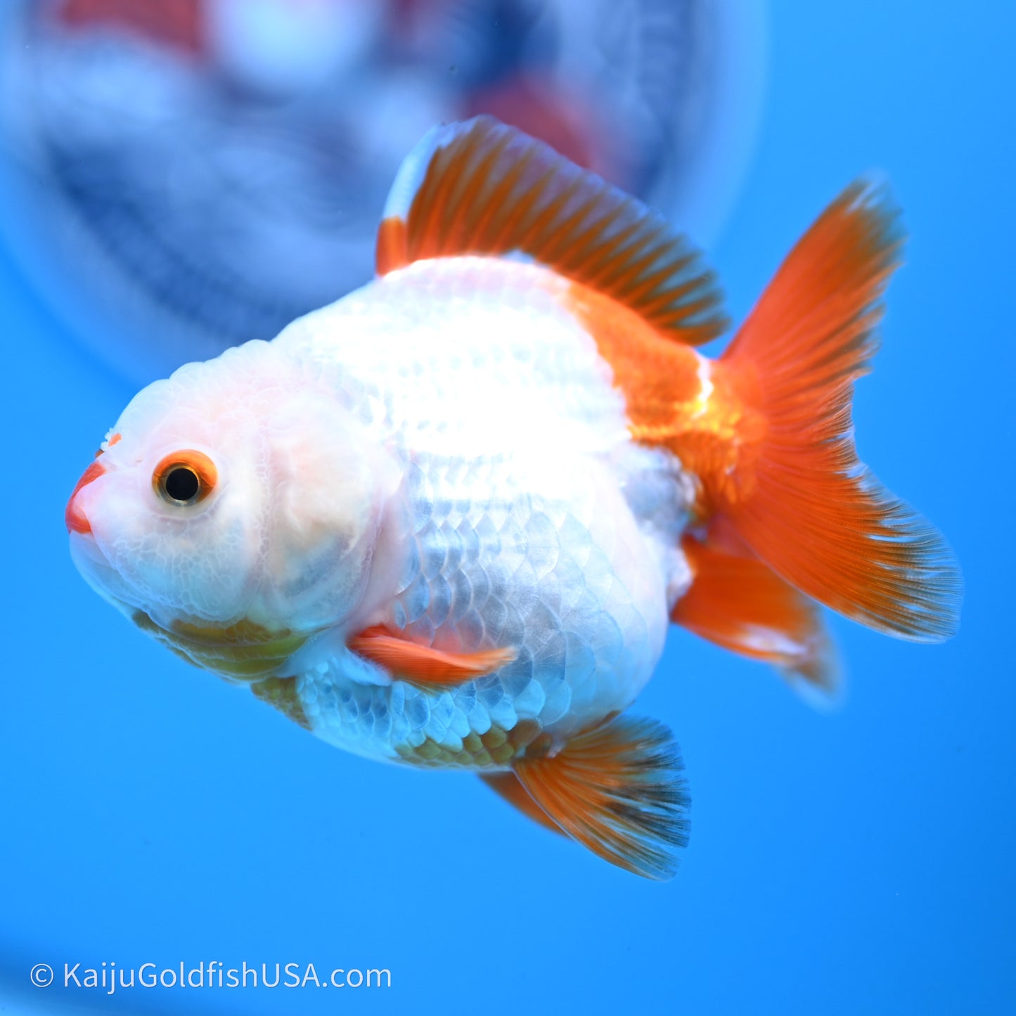 Shogun Godzilla Red White Oranda 3.25in Body (240719_OR03) - Kaiju Goldfish USA