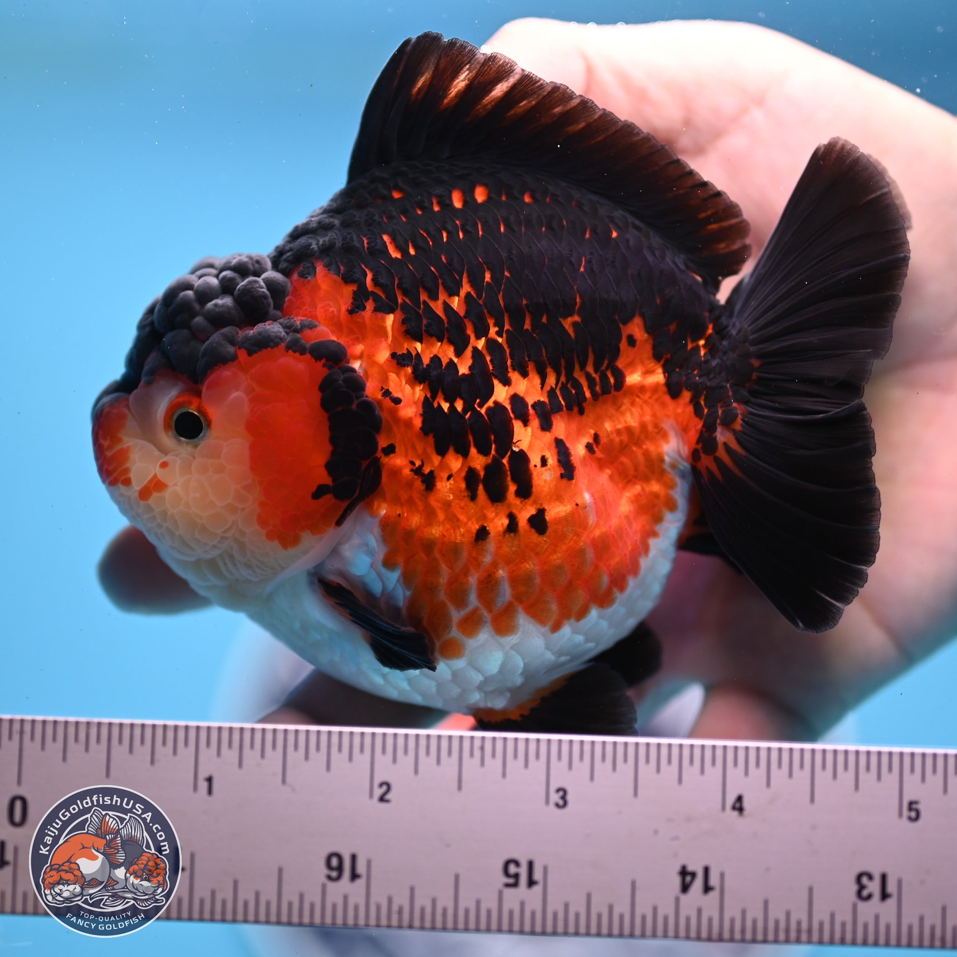 Tricolor YuanBao Oranda 3.75 inches Body - Female (241227_OR03) - Kaiju Goldfish USA