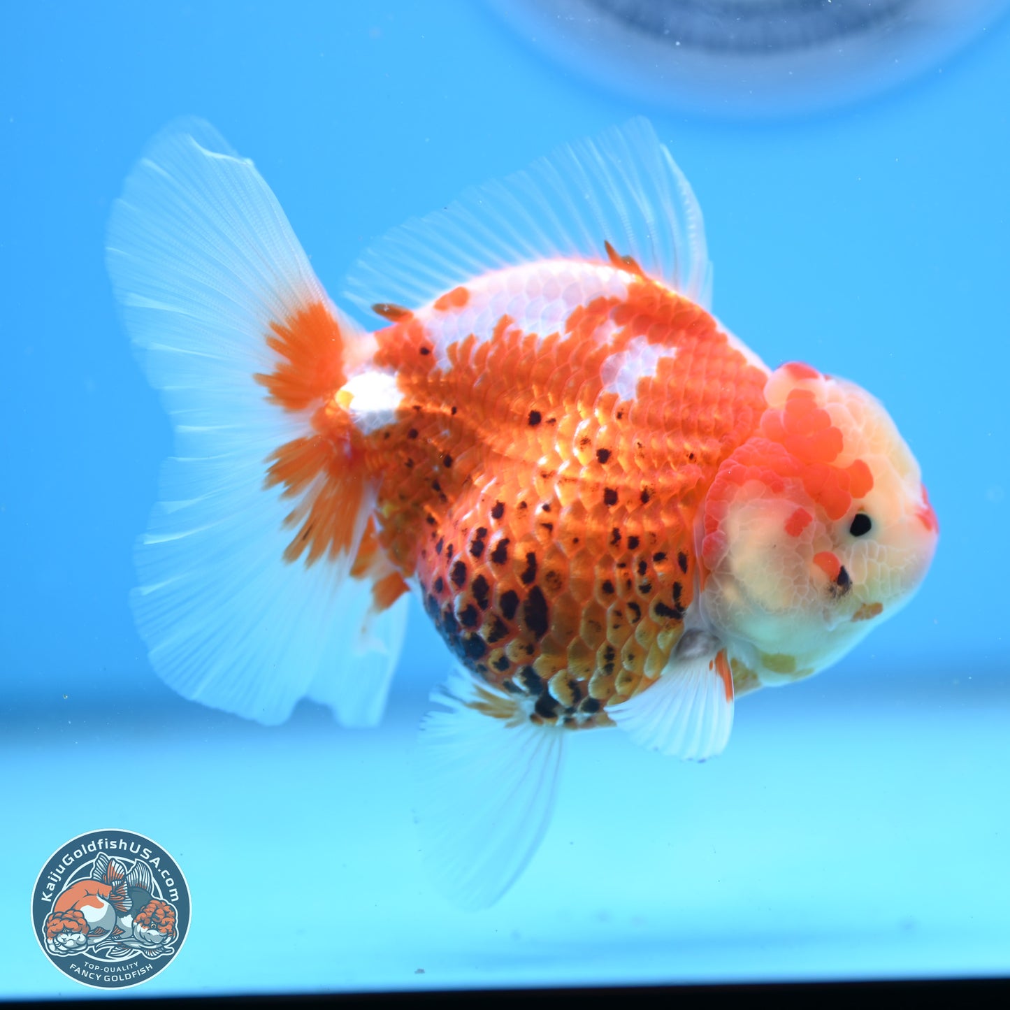 Tricolor Rose Tail Oranda 4.5 inches - Female (241206_OR03) - Kaiju Goldfish USA