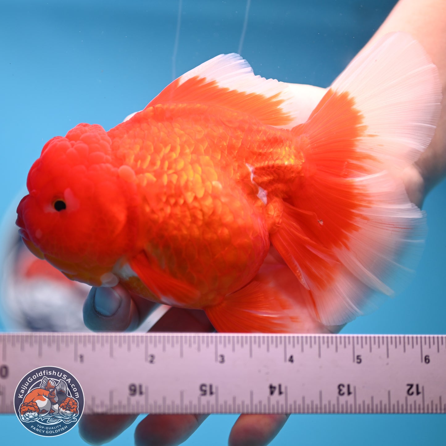 Red White Rose Tail Oranda 4.25 inches Body - Female (250221_OR03)