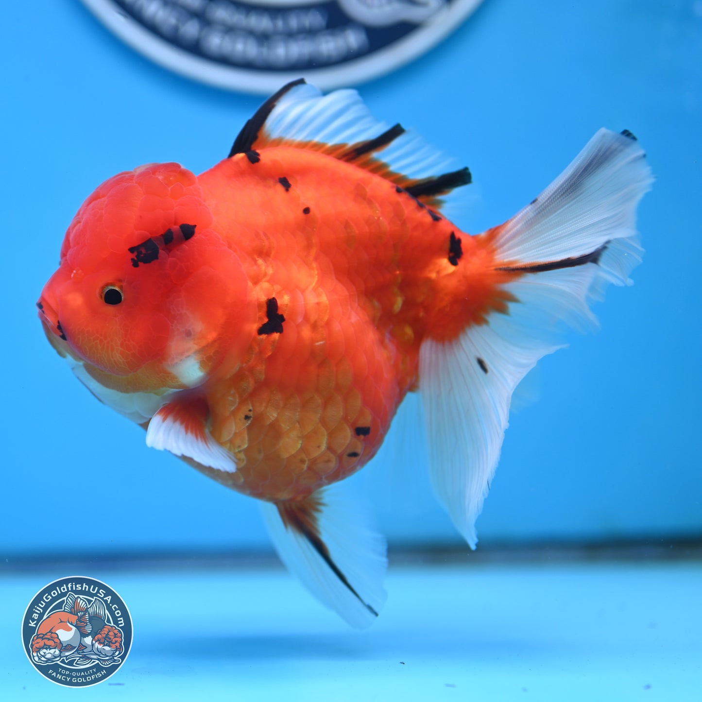 Tricolor Sakura Rose Tail Oranda 4 inches Body - Female (250404_OR03)