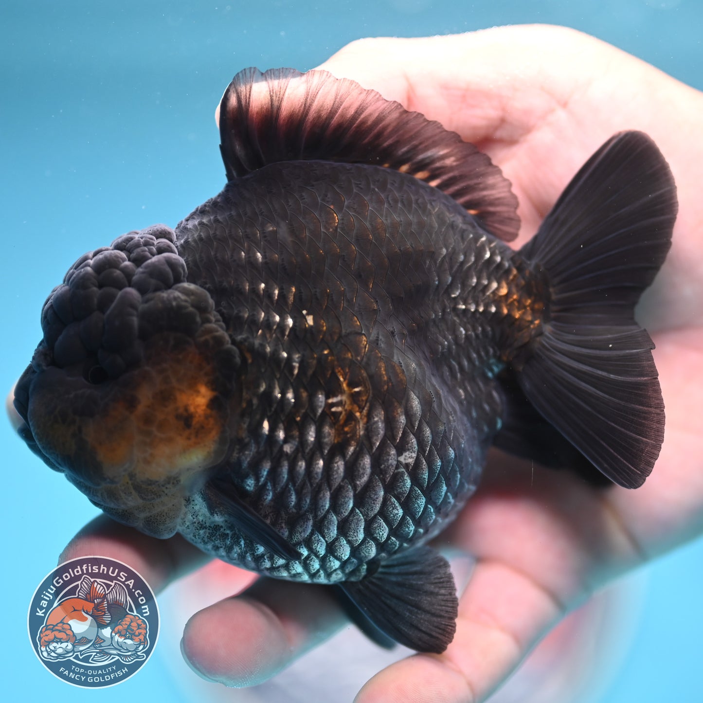 Shogun Metallic Oranda 4 inches Body (250606_OR03)
