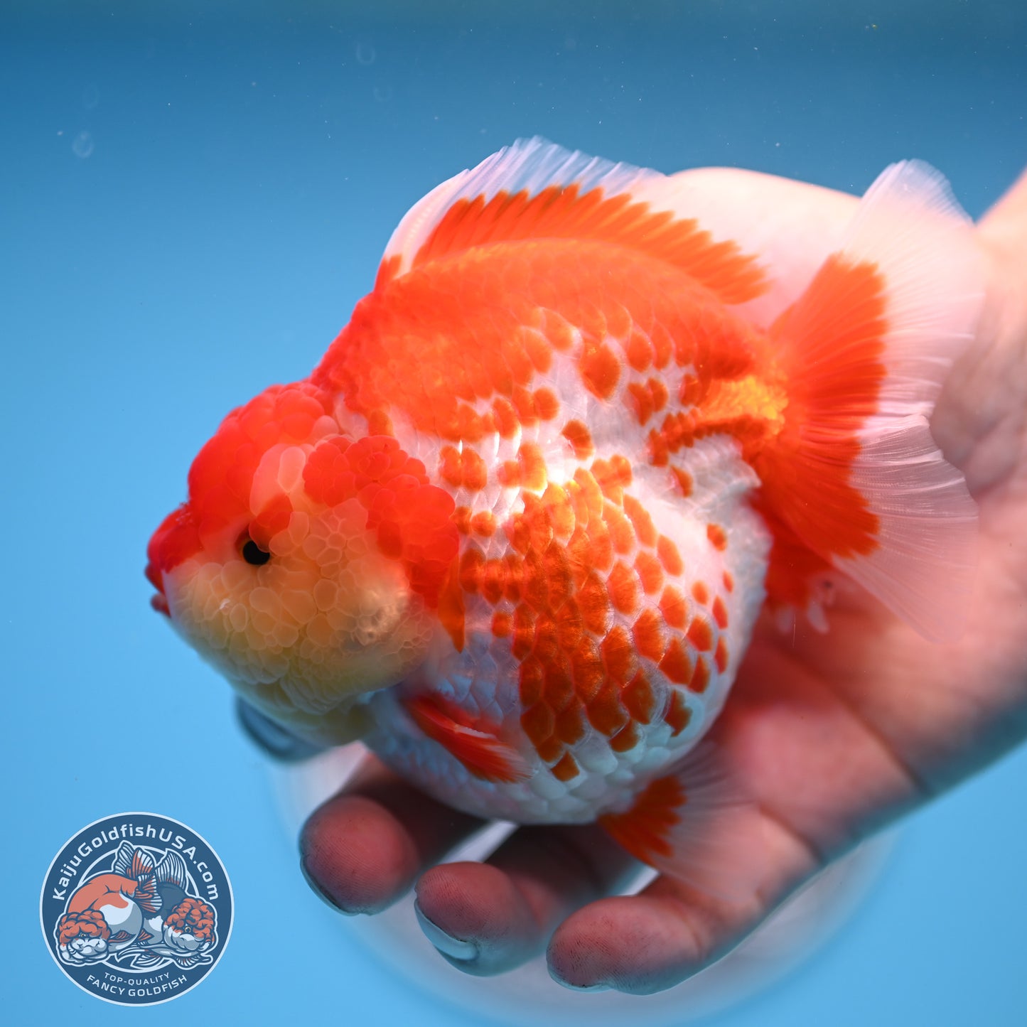 Deer Spot Red White Oranda 4 inches Body (250523_OR03)