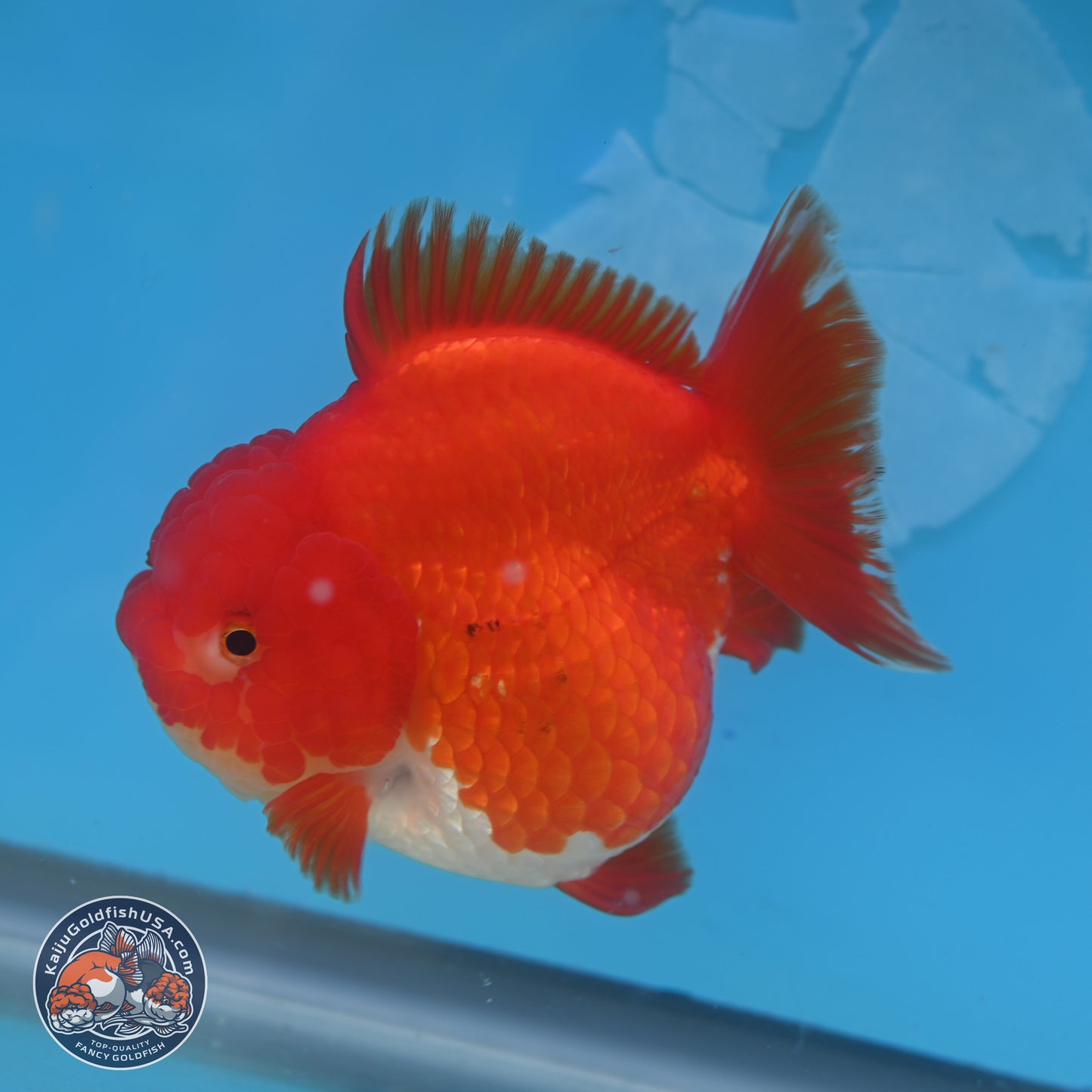 Red White YuanBao Oranda 3.5 inches Body - Female (250131_OR03)