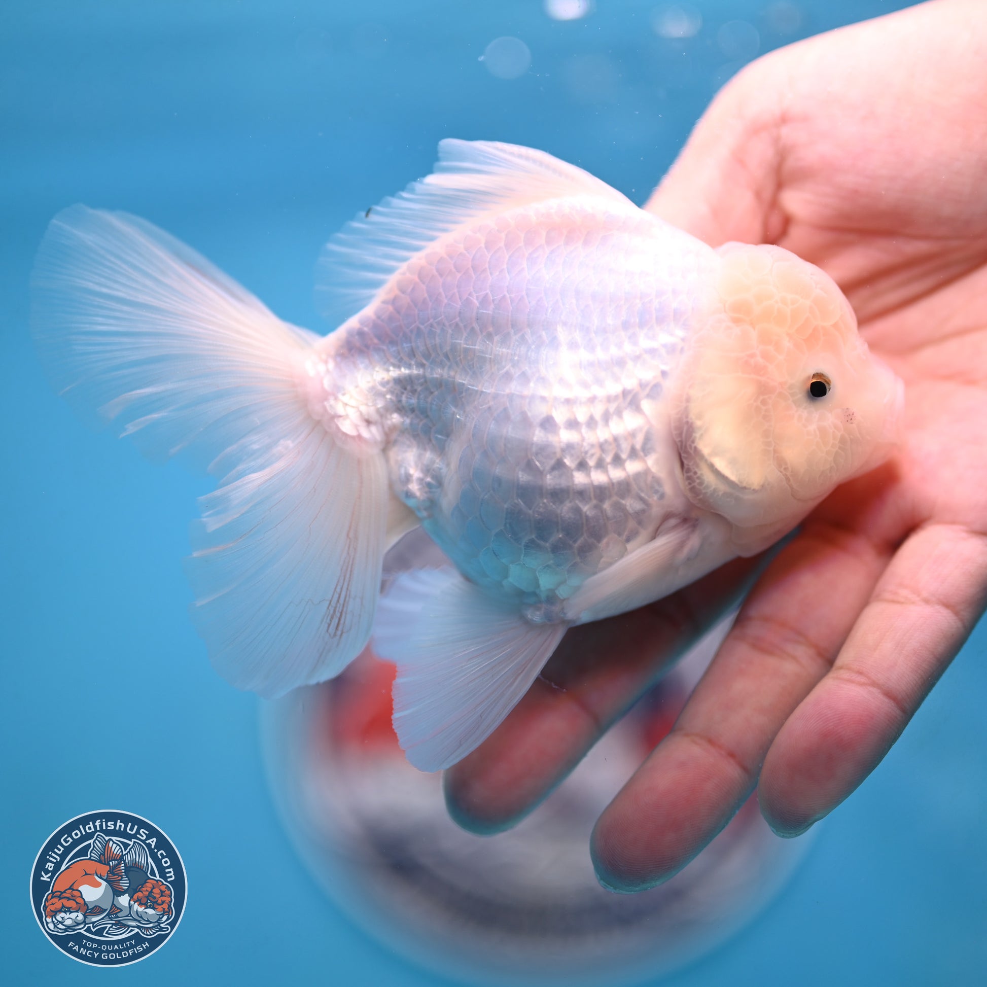 Snow White Oranda 3.5 inches Body - Female (250117_OR03) - Kaiju Goldfish USA