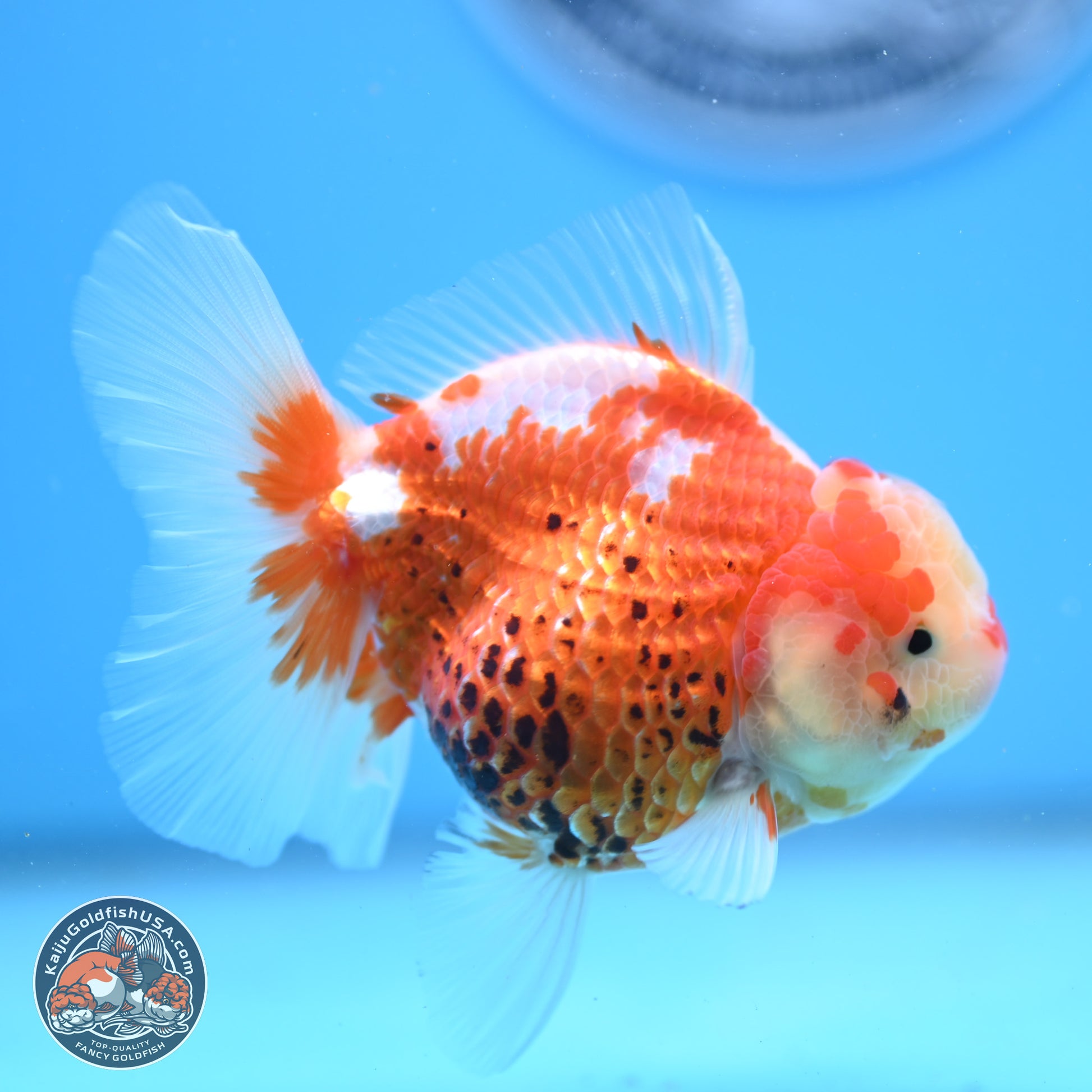 Tricolor Rose Tail Oranda 4.5 inches - Female (241206_OR03) - Kaiju Goldfish USA