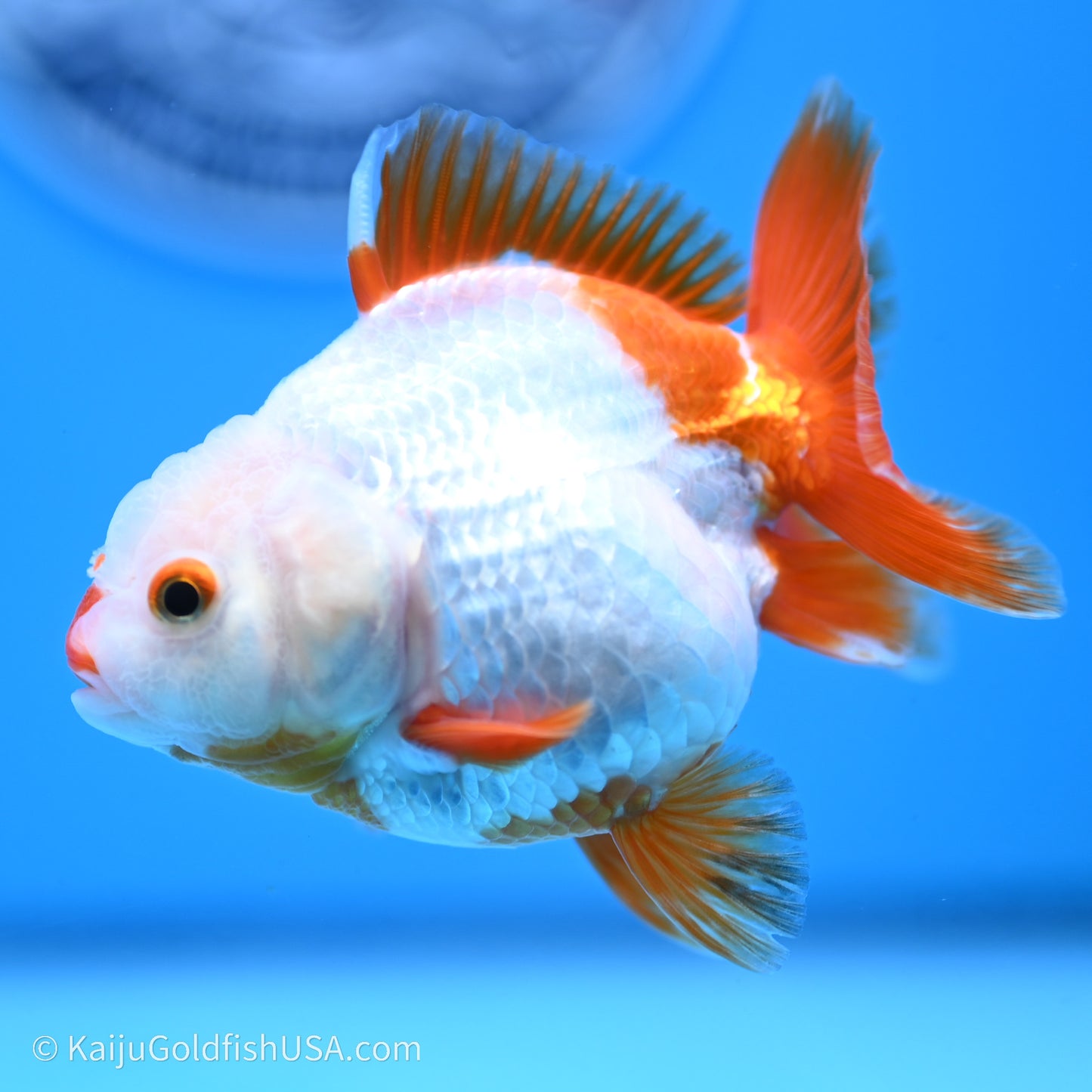 Shogun Godzilla Red White Oranda 3.25in Body (240719_OR03) - Kaiju Goldfish USA