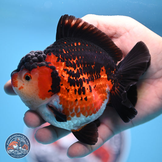 Tricolor YuanBao Oranda 3.75 inches Body - Female (241227_OR03) - Kaiju Goldfish USA