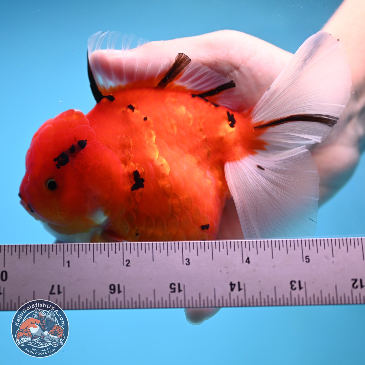 Tricolor Sakura Rose Tail Oranda 4 inches Body - Female (250404_OR03)
