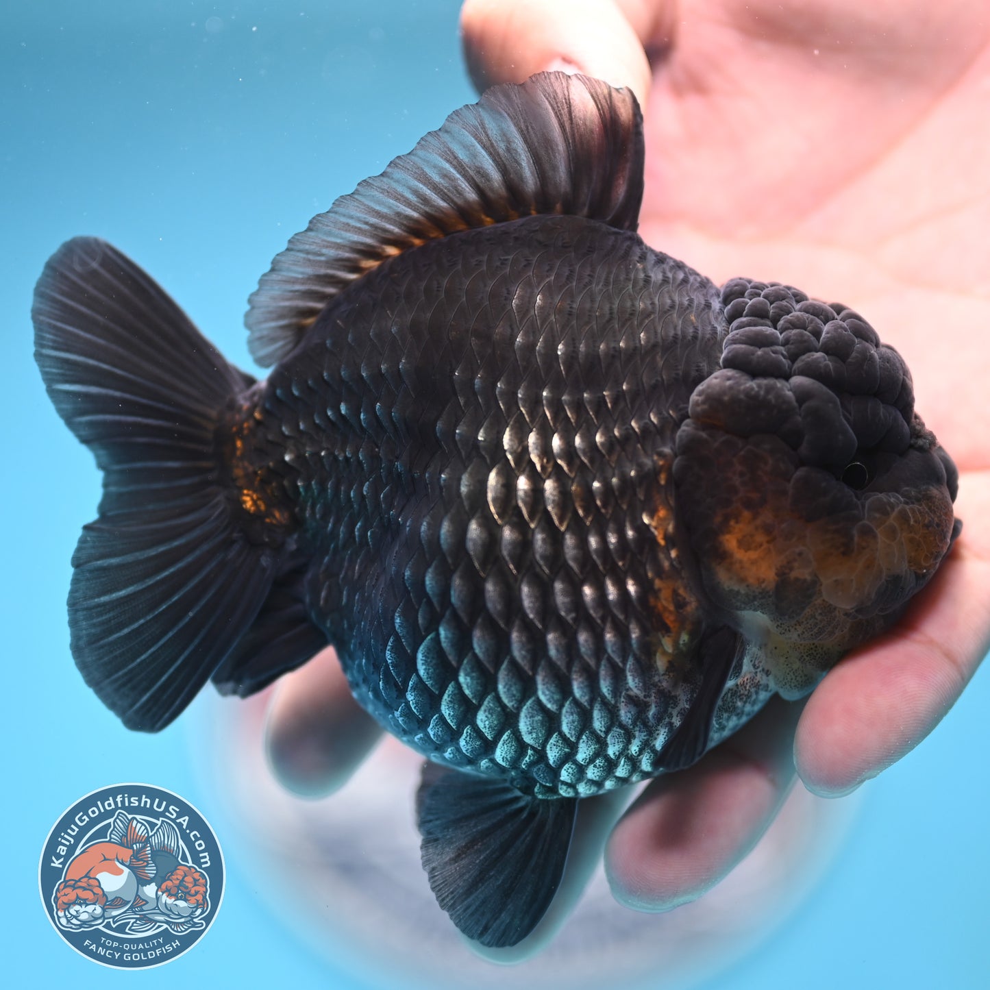 Shogun Metallic Oranda 4 inches Body (250606_OR03)