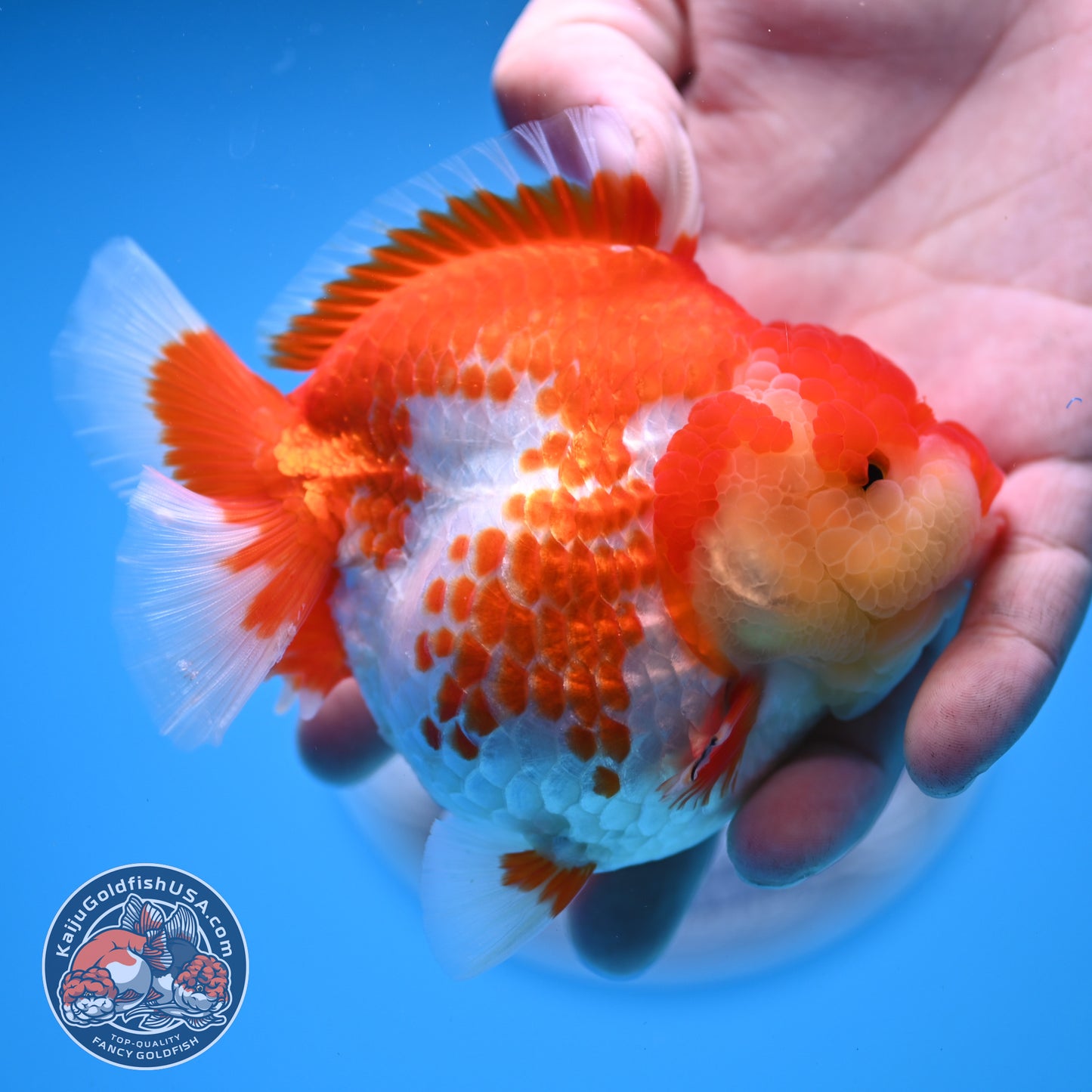 Deer Spot Red White Oranda 4 inches Body (250523_OR03)