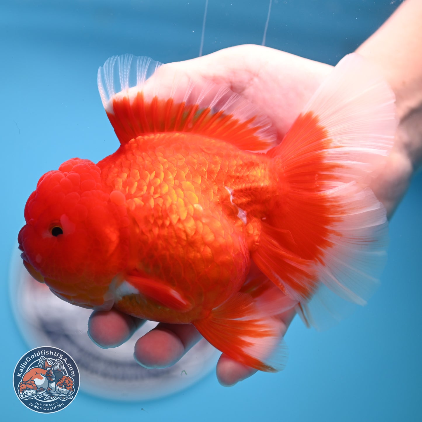 Red White Rose Tail Oranda 4.25 inches Body - Female (250221_OR03)