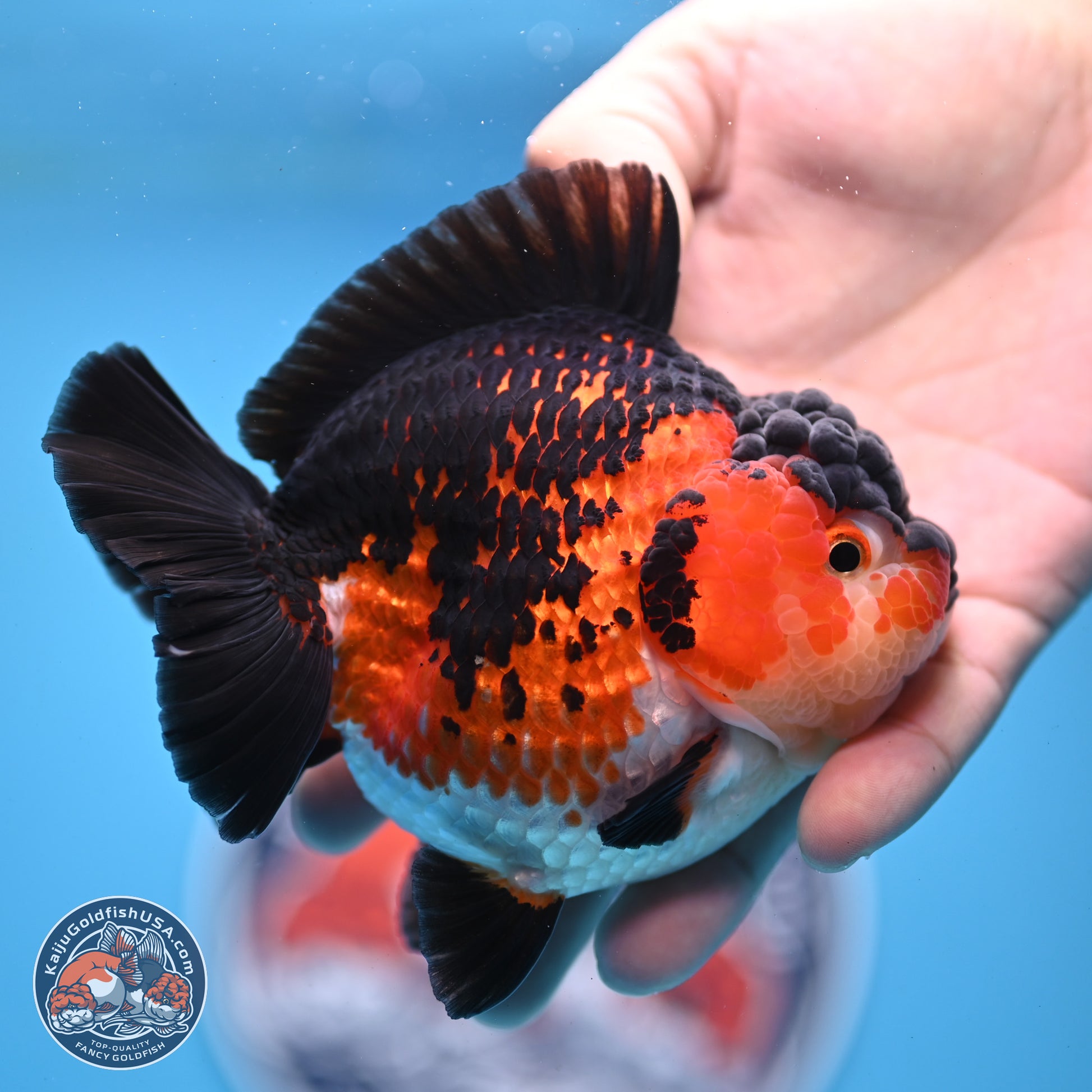 Tricolor YuanBao Oranda 3.75 inches Body - Female (241227_OR03) - Kaiju Goldfish USA