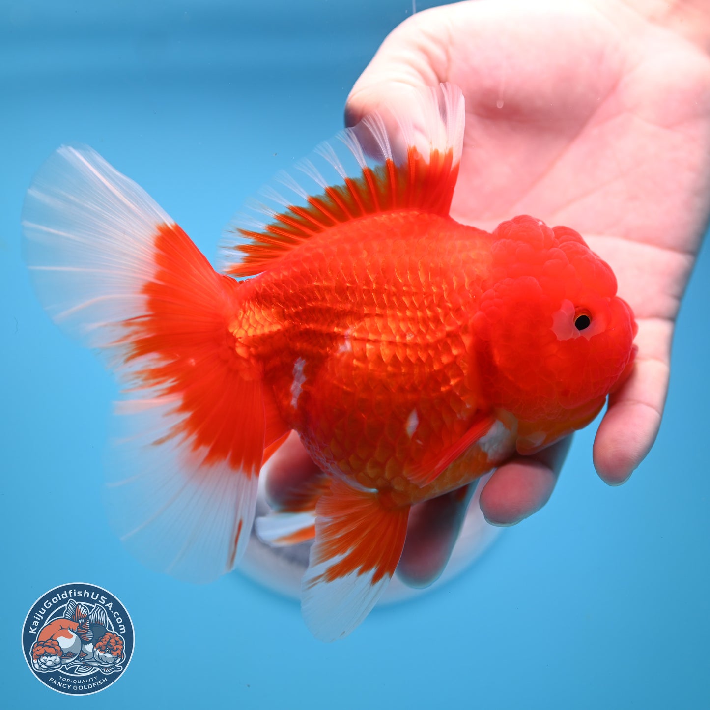 Red White Rose Tail Oranda 4.25 inches Body - Female (250221_OR03)