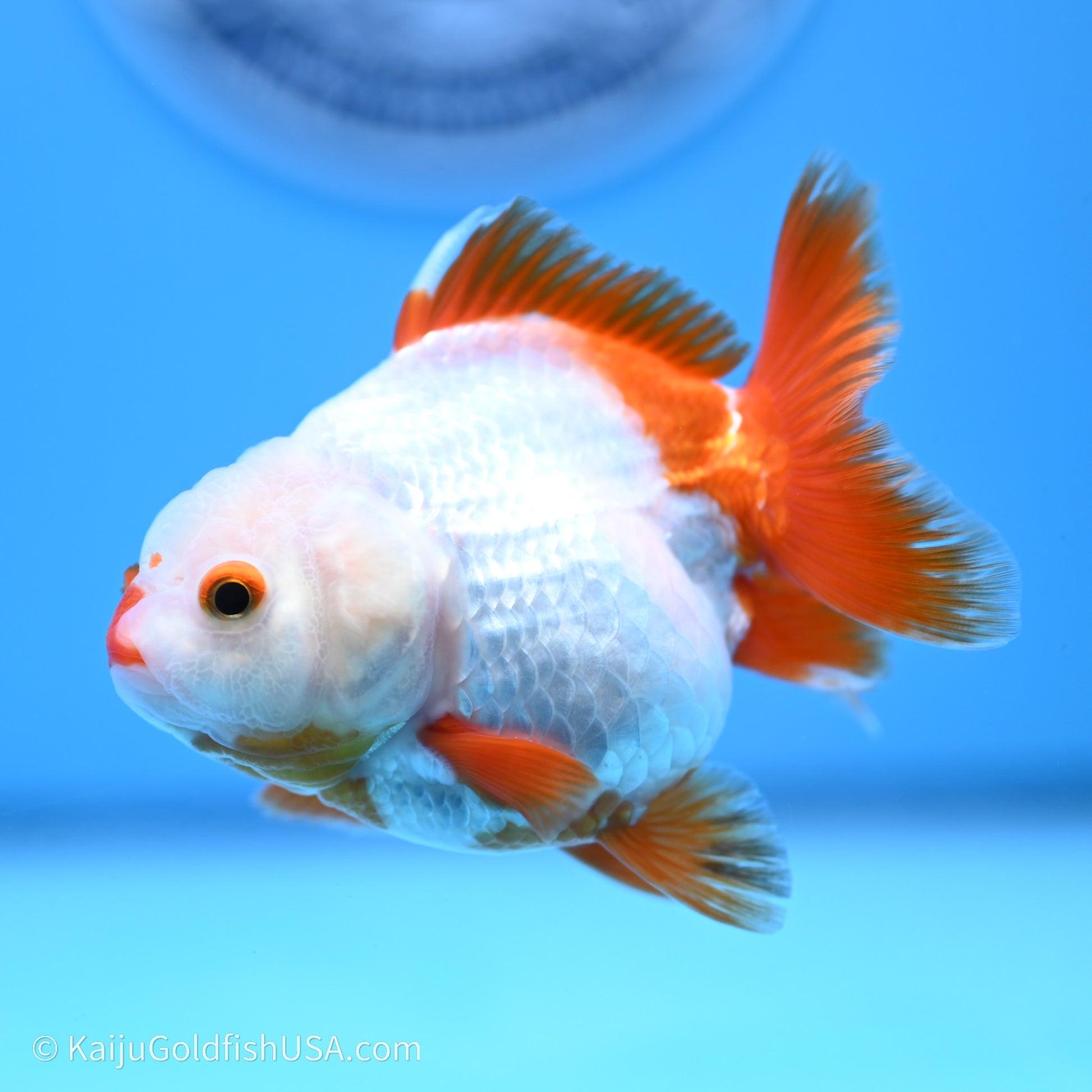 Shogun Godzilla Red White Oranda 3.25in Body (240719_OR03) - Kaiju Goldfish USA